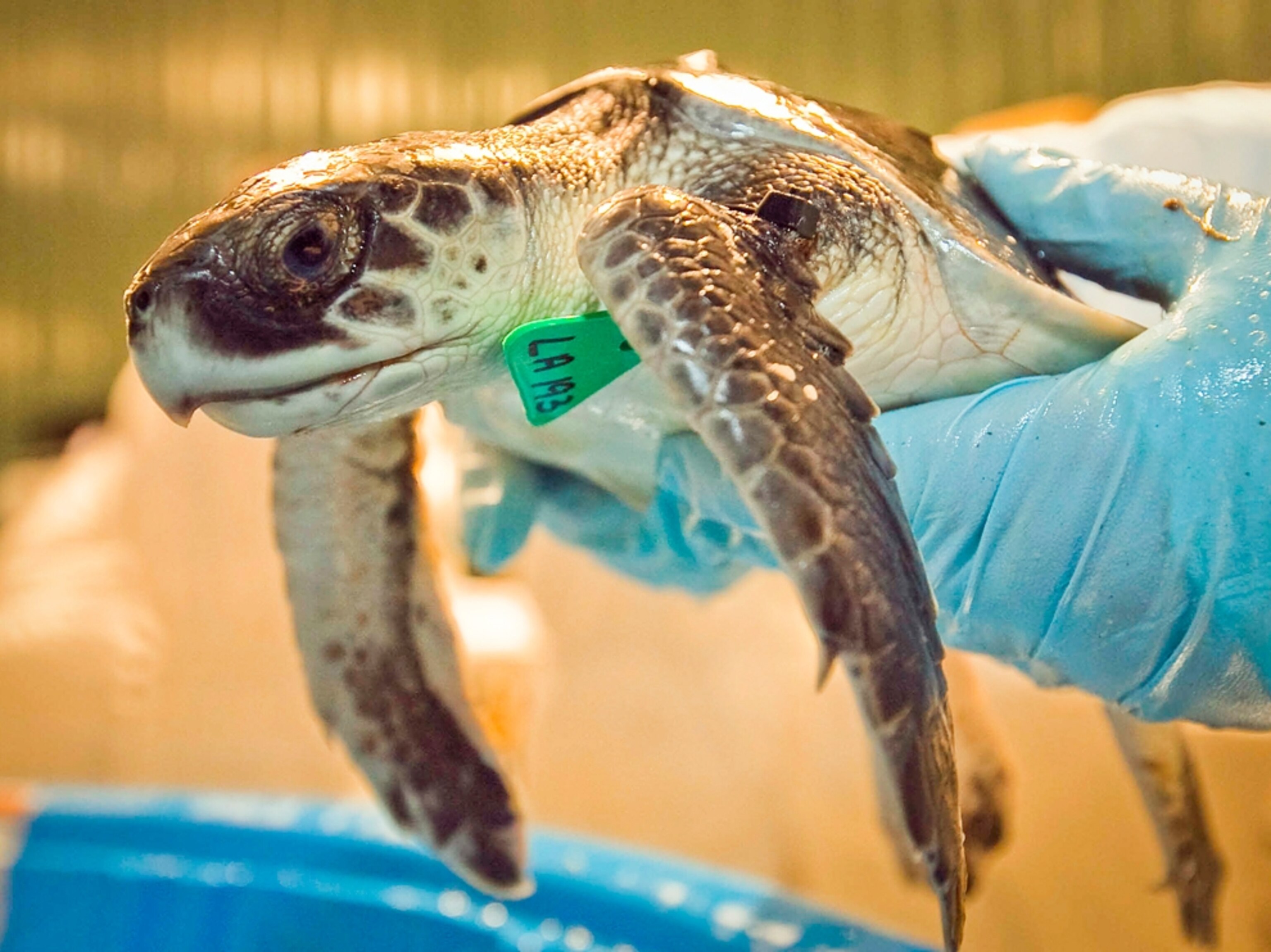a young Kemp's ridley sea turtle after the Gulf oil spill