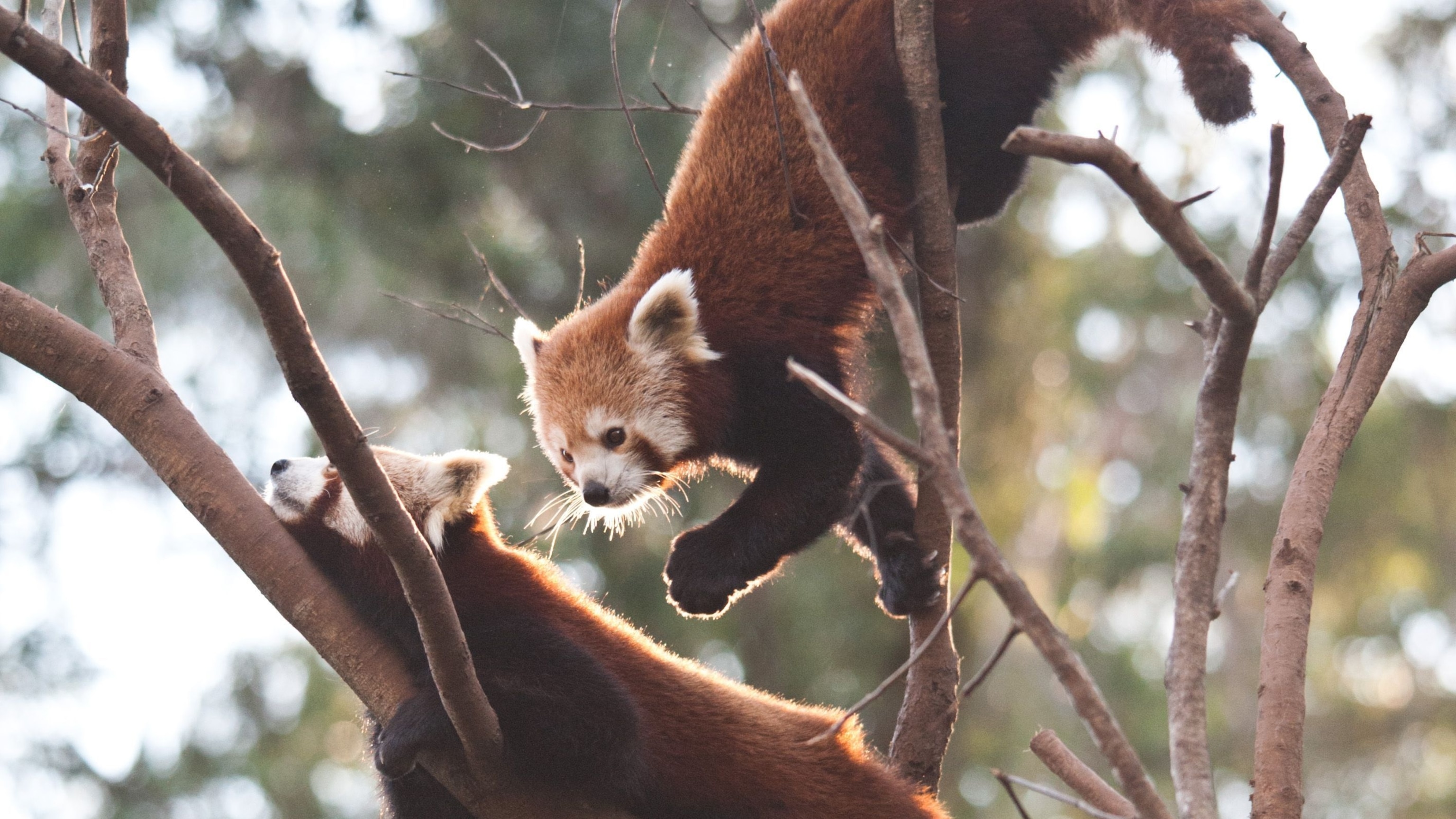 Red Pandas Facts And Photos