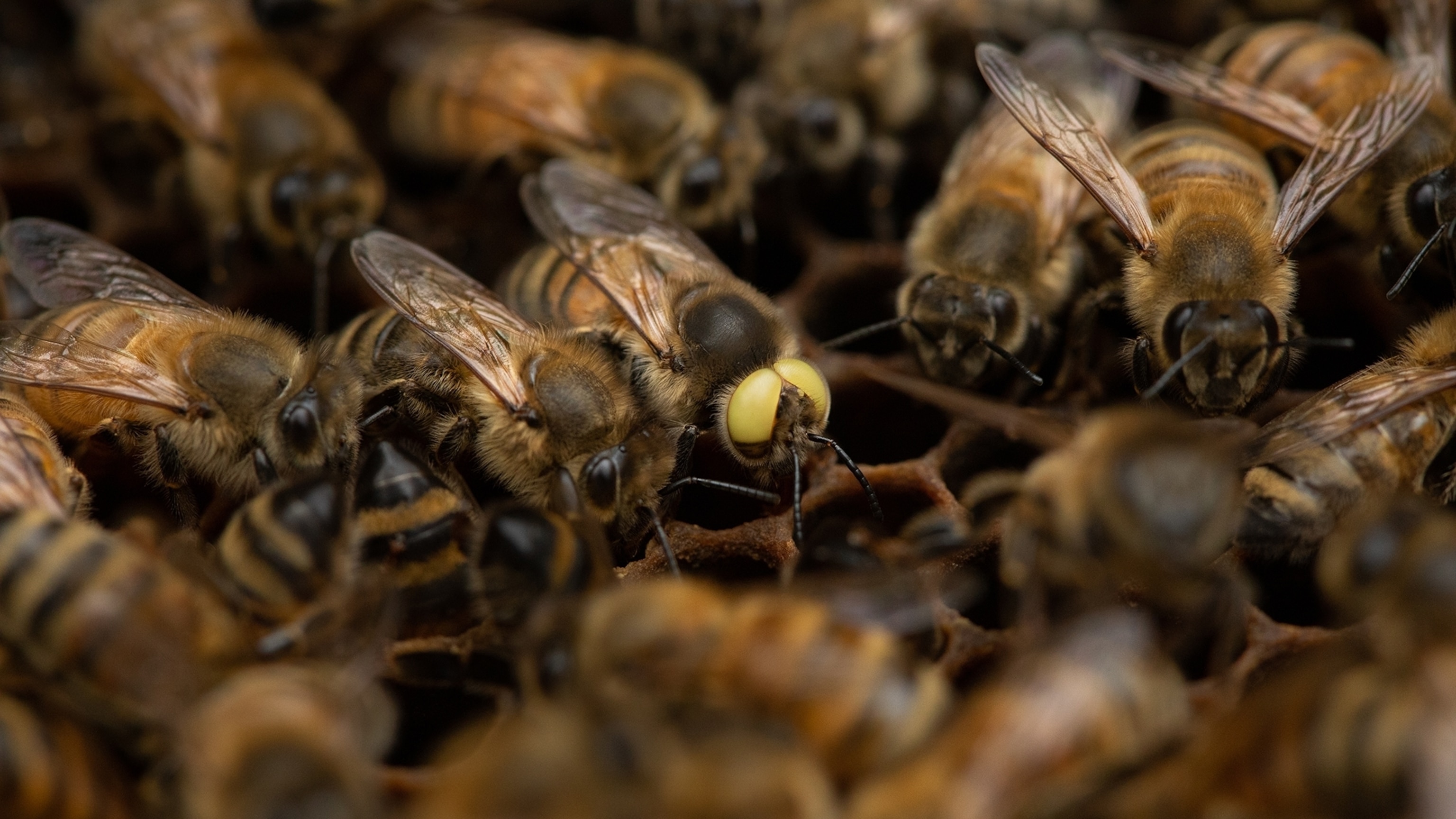 This rare, mutant honeybee is both male and female | National