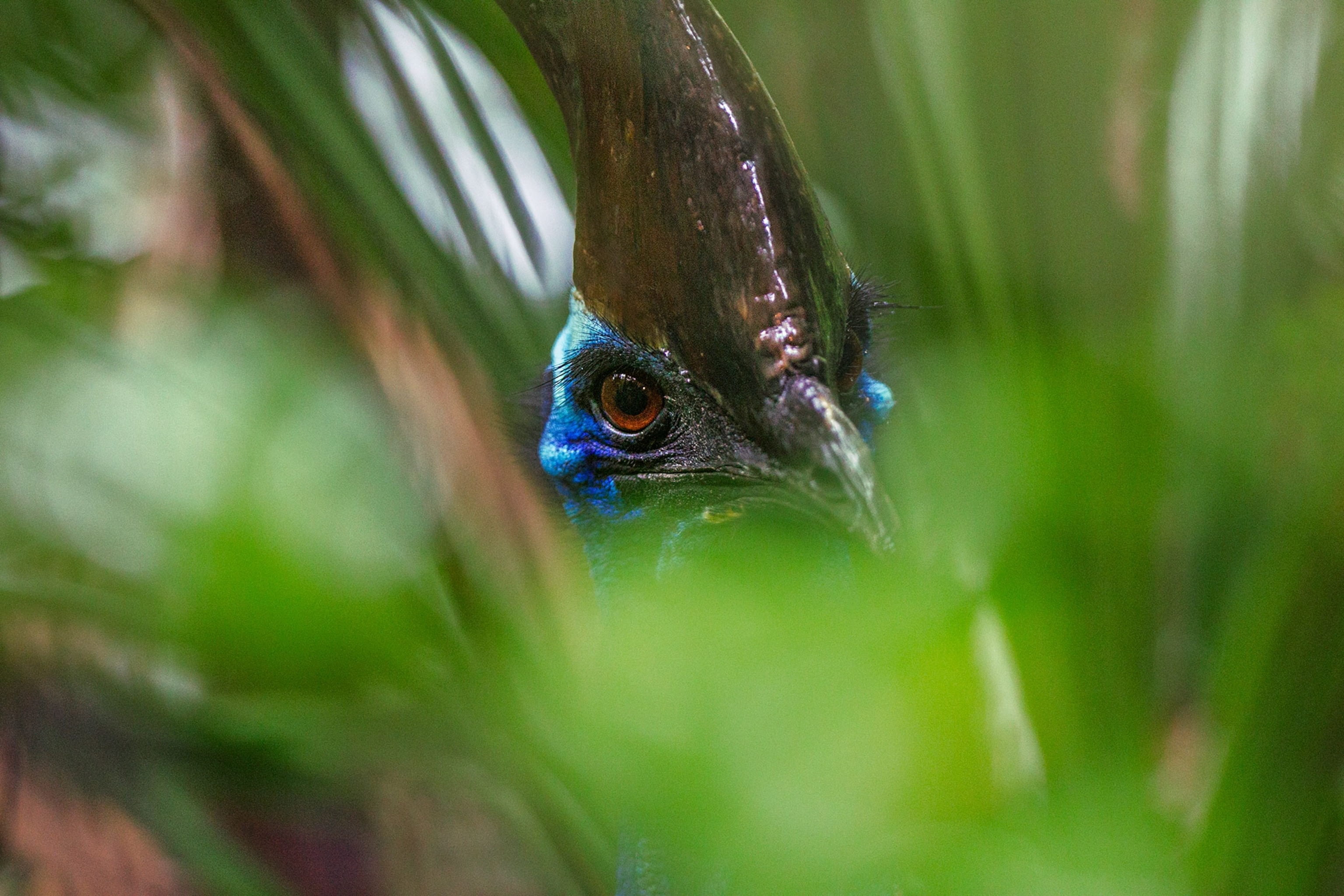 a cassowary