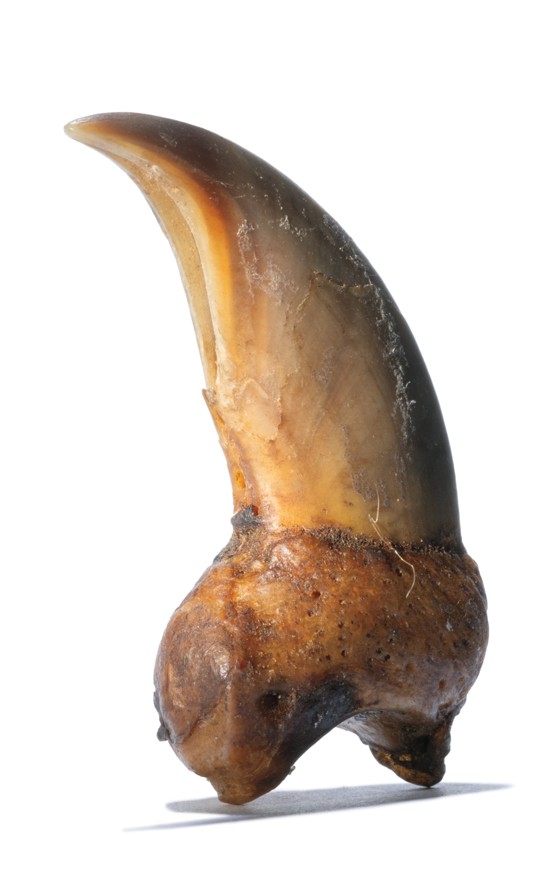 A single bear claw looking like an animal tusk.