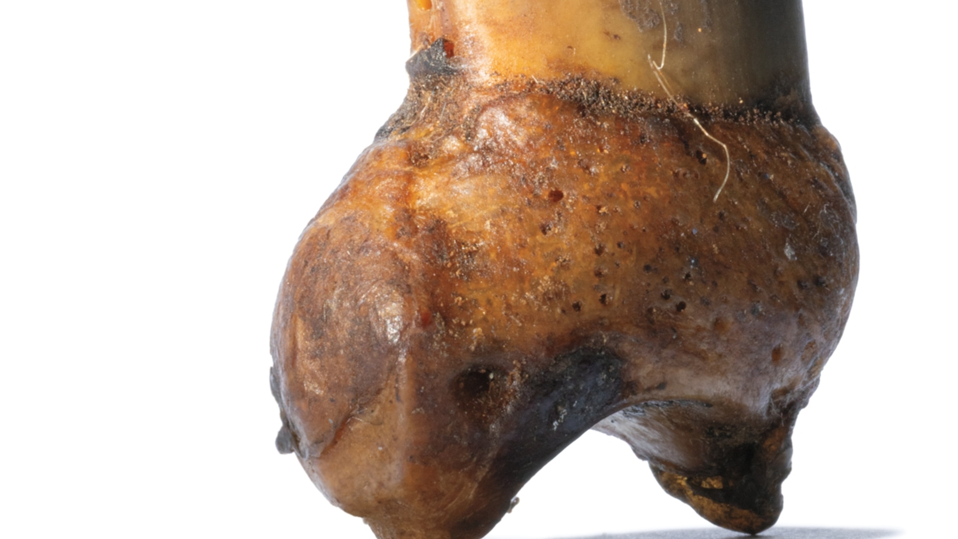 How a Bear Claw Became a Grisly Token of Arctic Survival