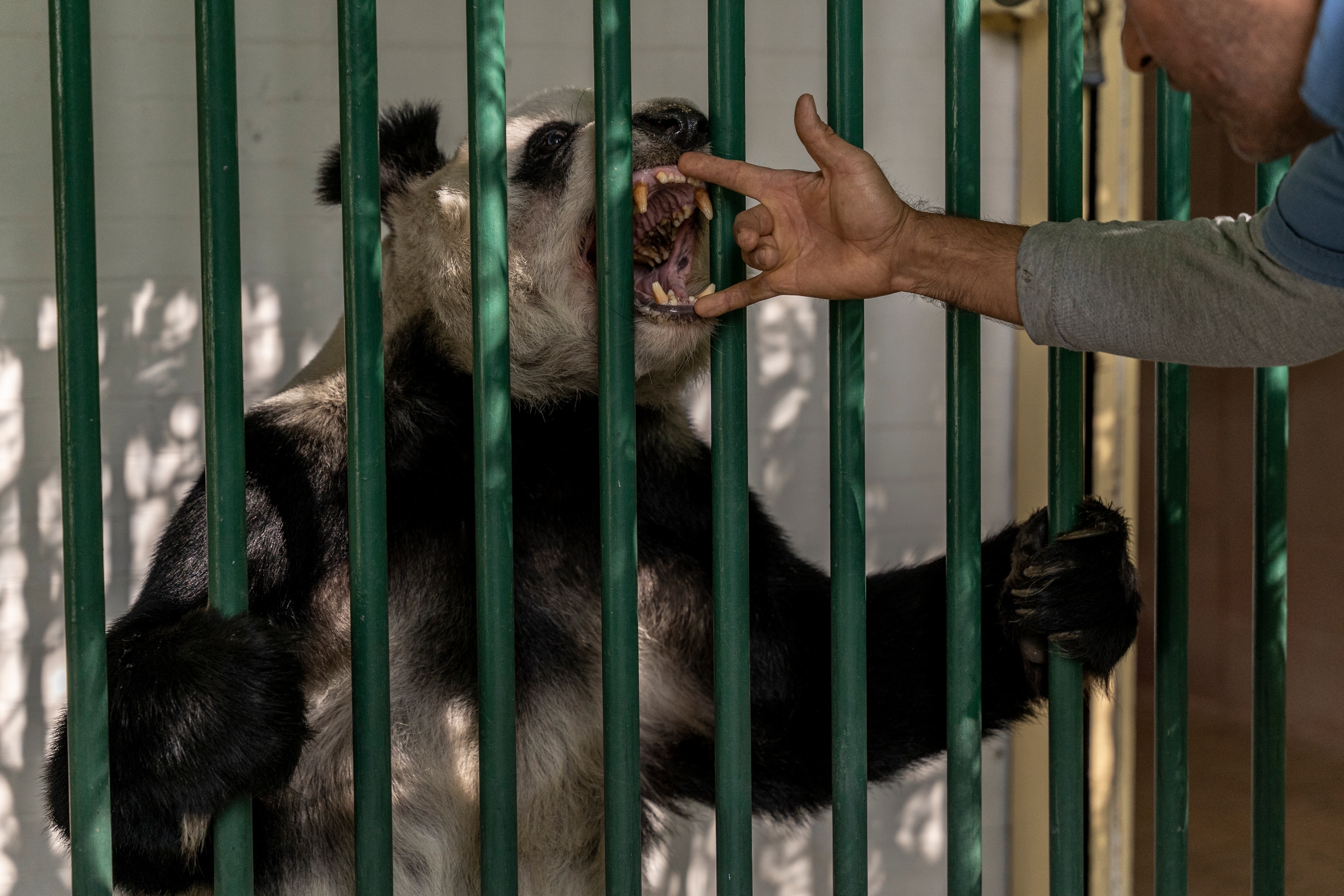 Meet Mexico's 'forgotten panda.' She's the last of her kind.