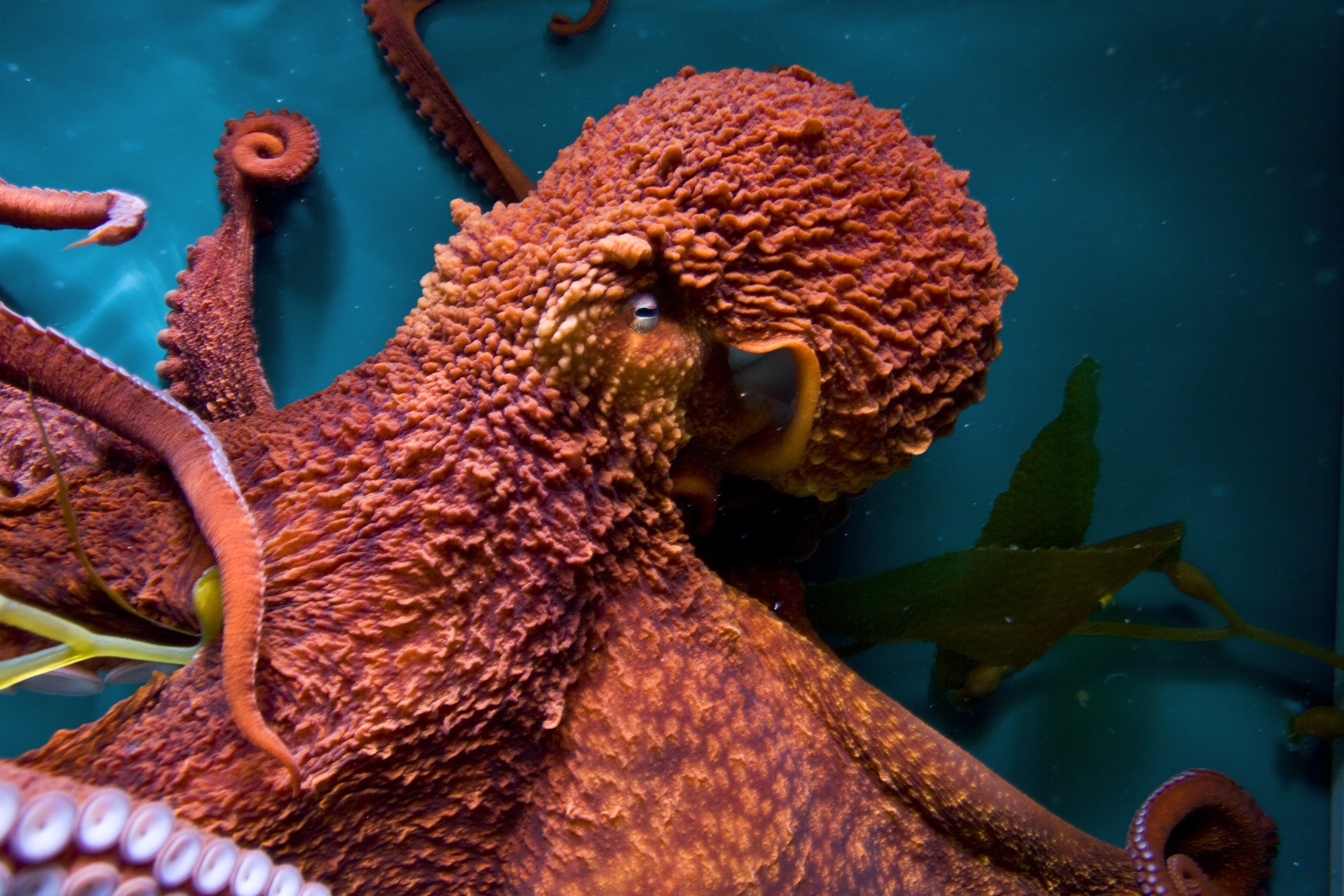 a giant Pacific octopus