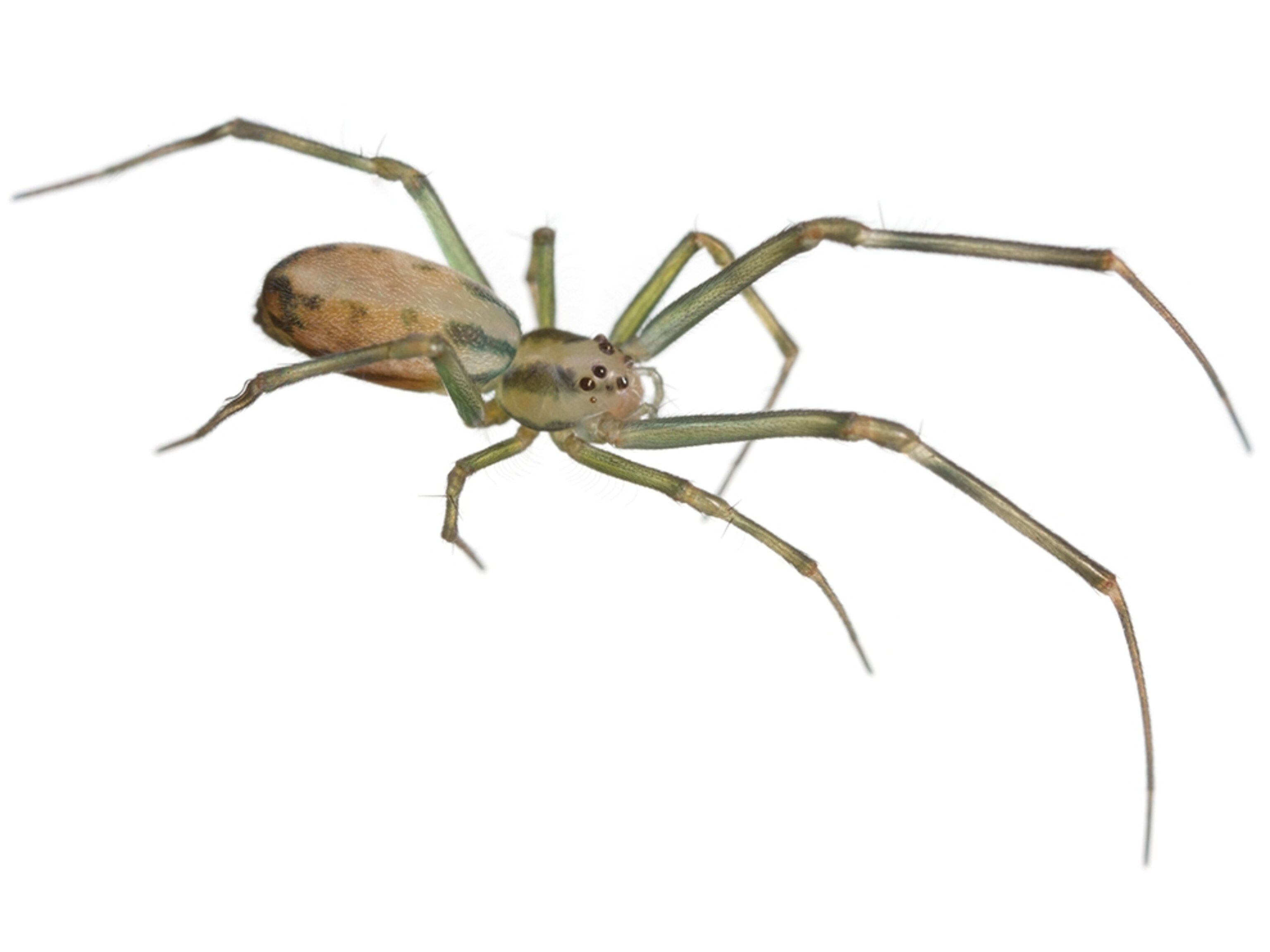 Common Name: Tahitian hackled orb weaver, Scientific Name: Tangaroa tahitiensis, Magnification: 2.3,