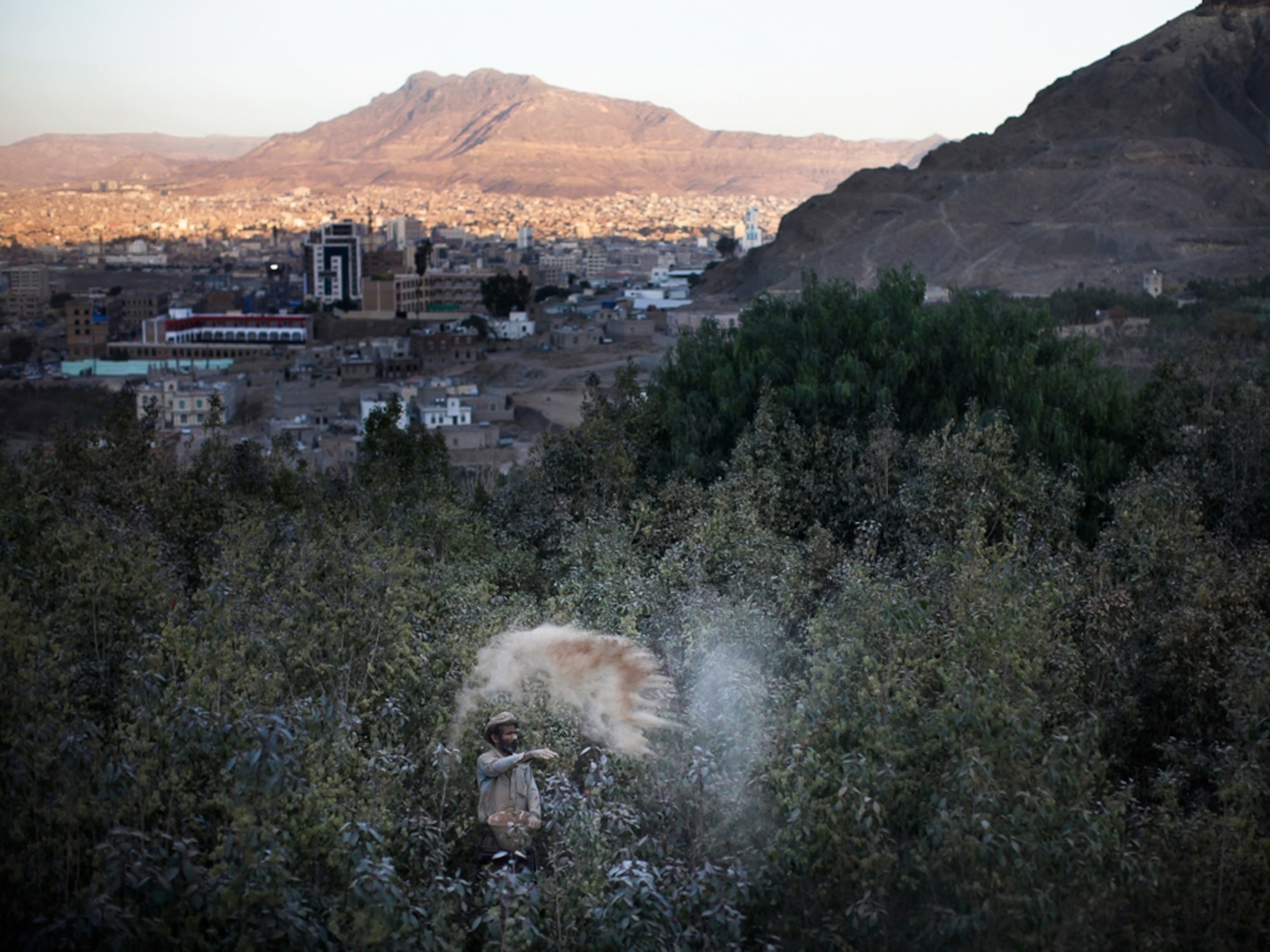 Abdul Ahmed Ali, 50, dusts crops of the narcotic khat in a farm on January 19, 2010 in Sana'a, Yemen.