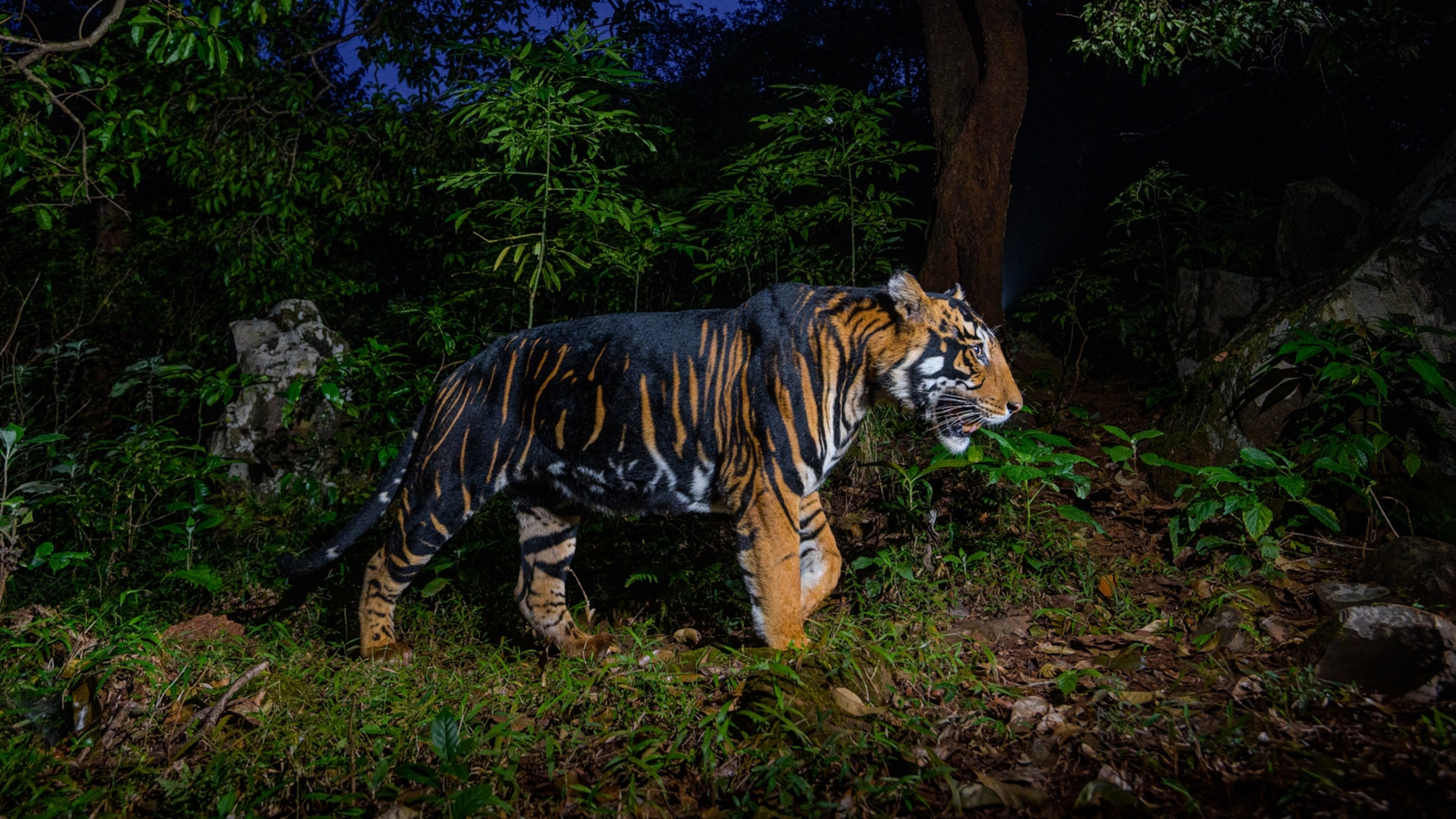 The Curious Case of the Tigers Who Changed Their Stripes