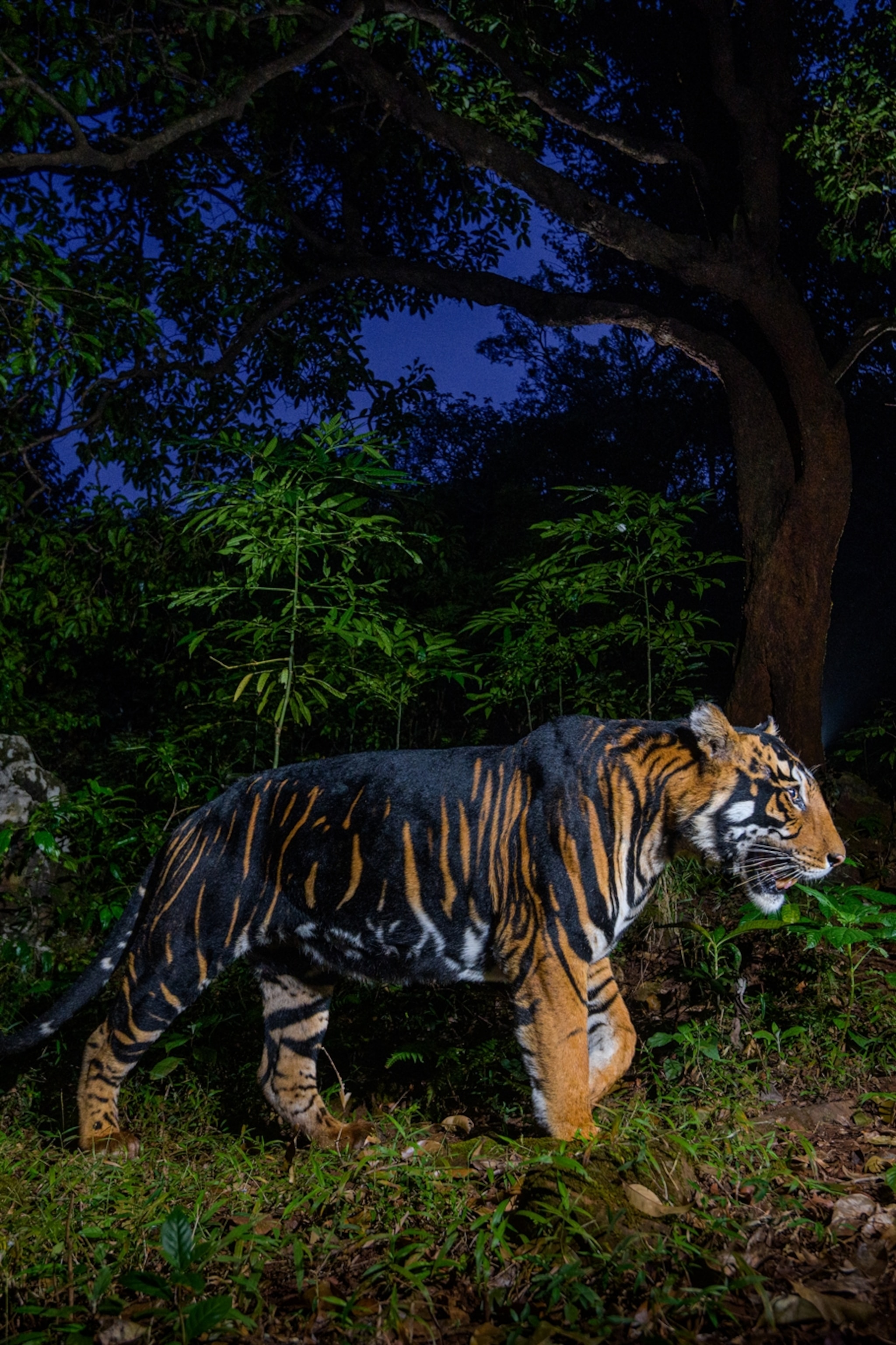 アート・デザイン・音楽 NATIONAL GEO 100 best wildlife pictures アート・デザイン・音楽 NATIONAL GEO 100 best wildlife