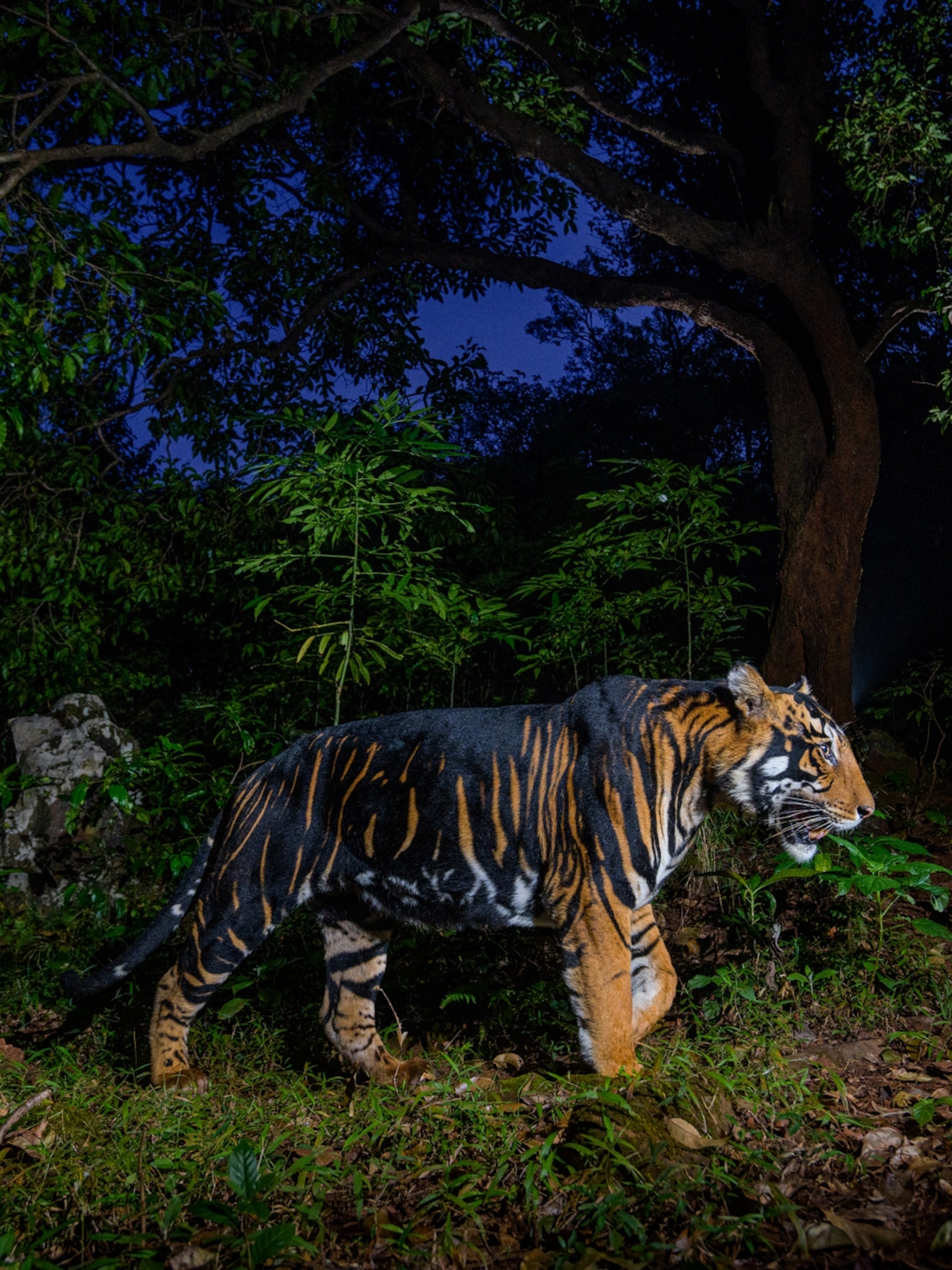 Best Wildlife Photos, Prints, Animal Pictures, Buy Prints