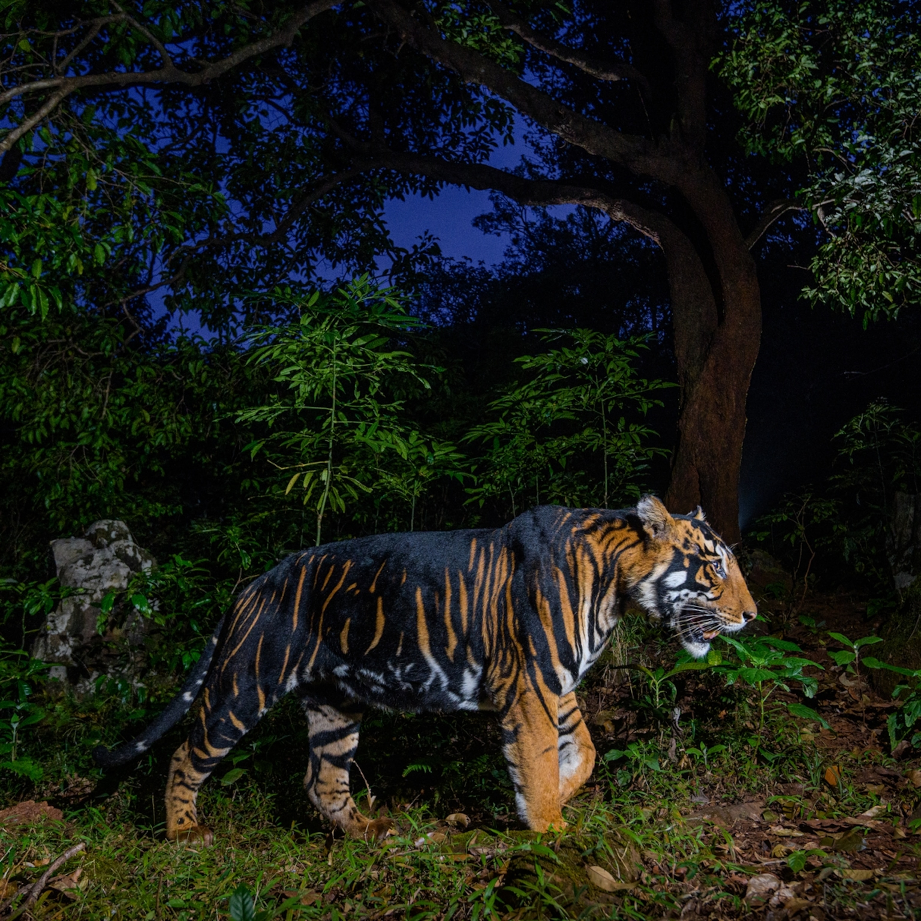 How the annual Serengeti migration was captured in a single