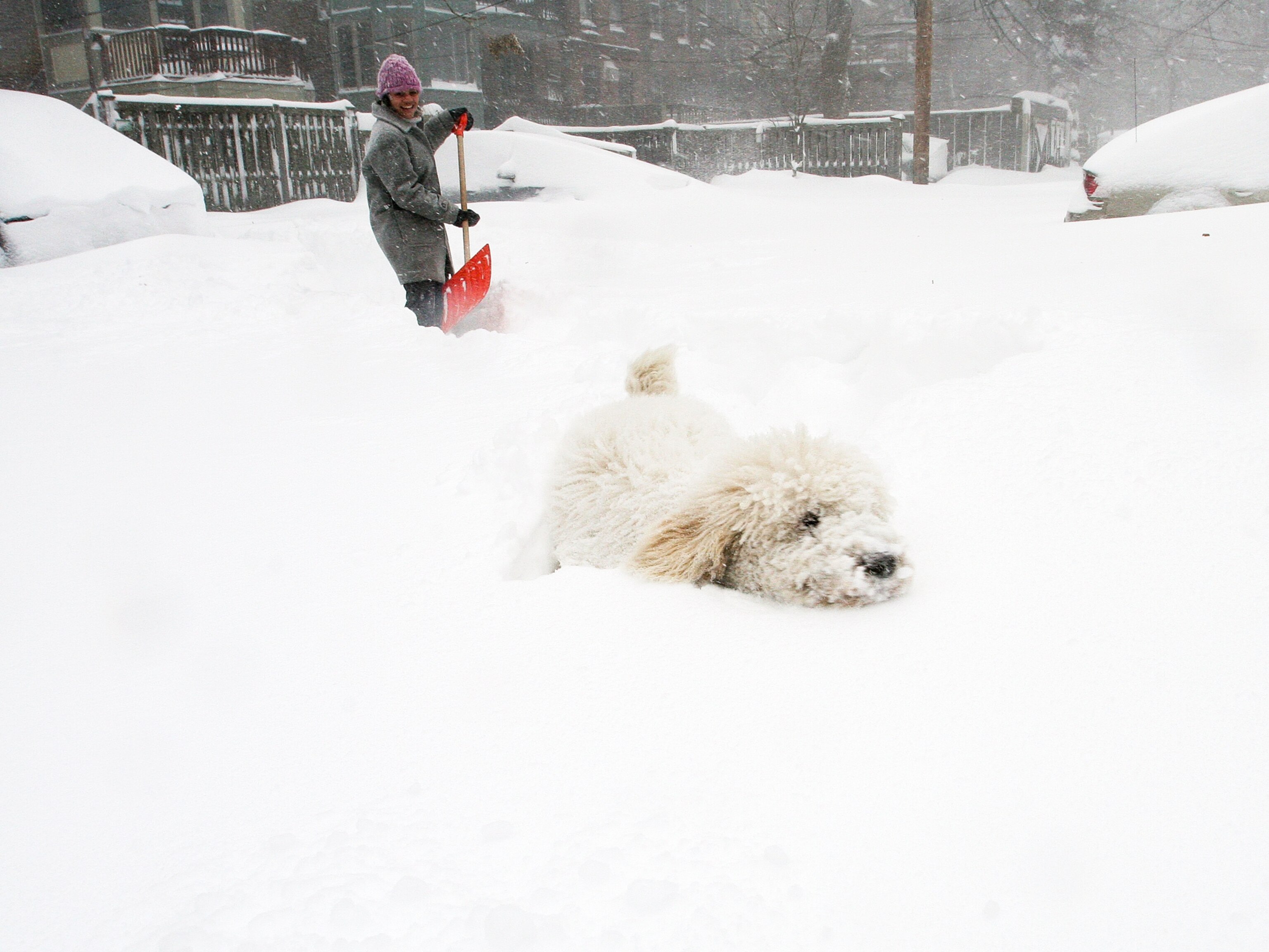 A dog plays in snow in Boston, Massachusetts.