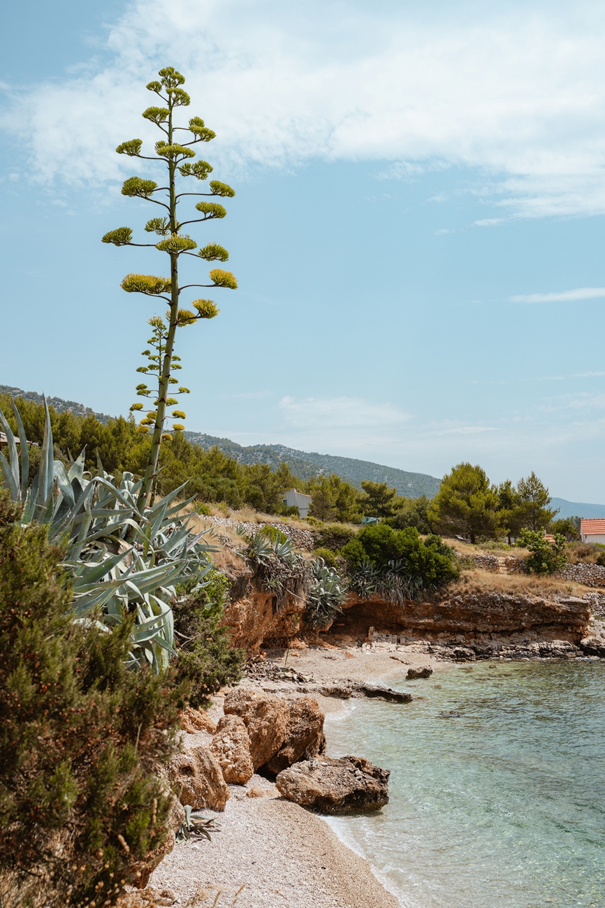 A Mediterranean beach hugged by a small cliff enclave with aloe vera plants.