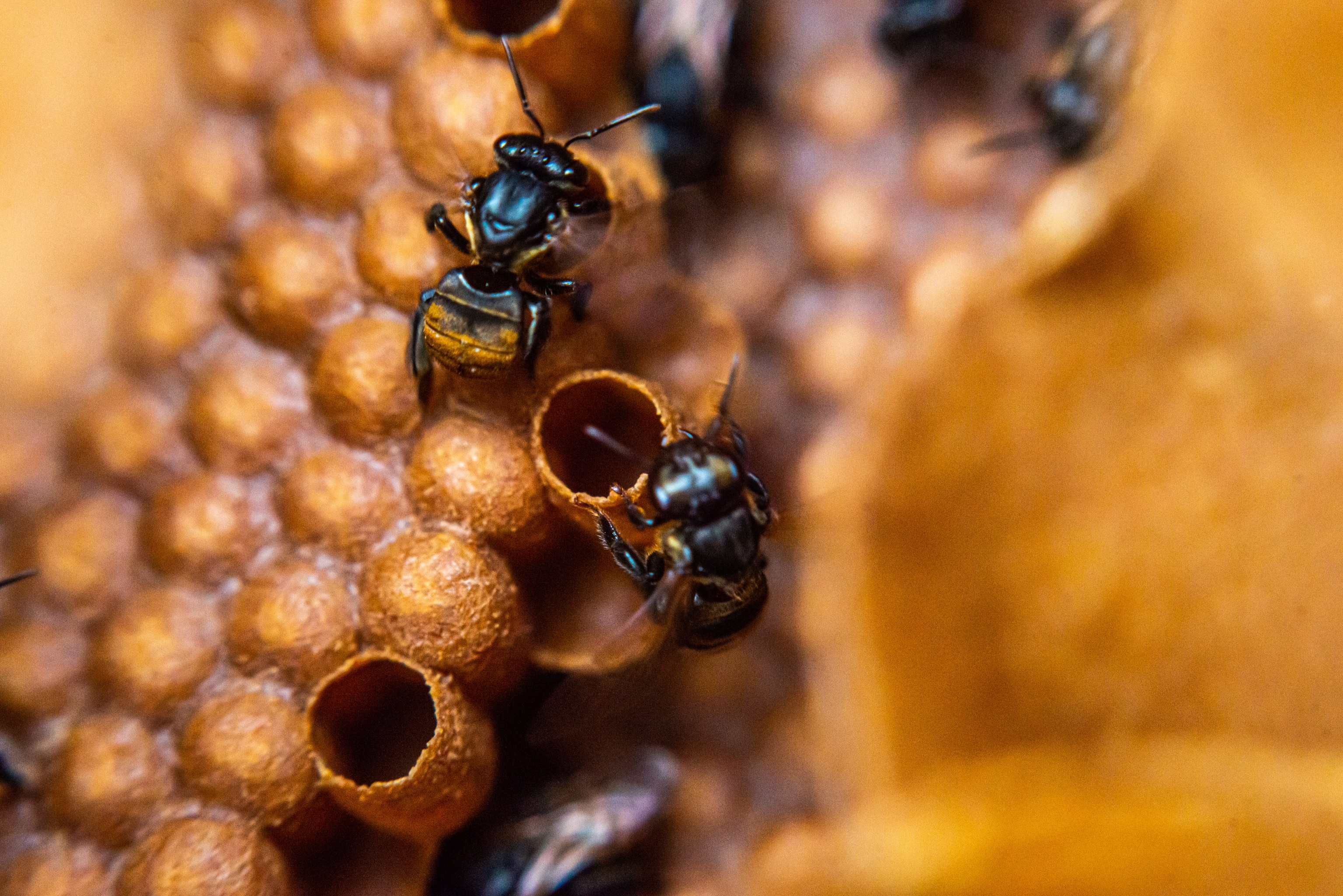 Two stingless bees building a nest