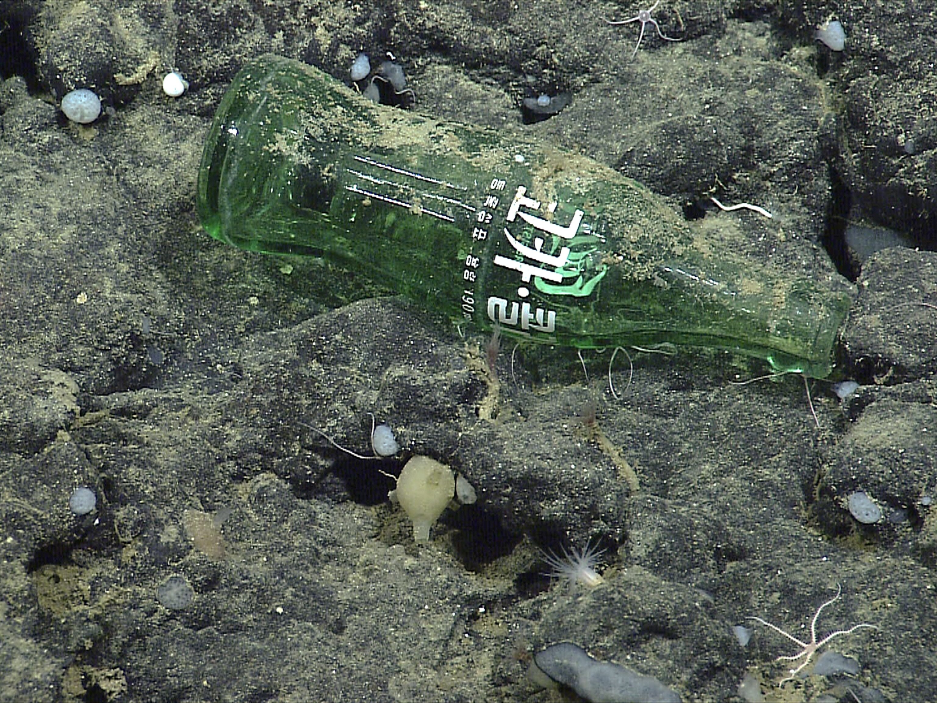 a Coke bottle from Asia at Davidson Seamount on the seafloor