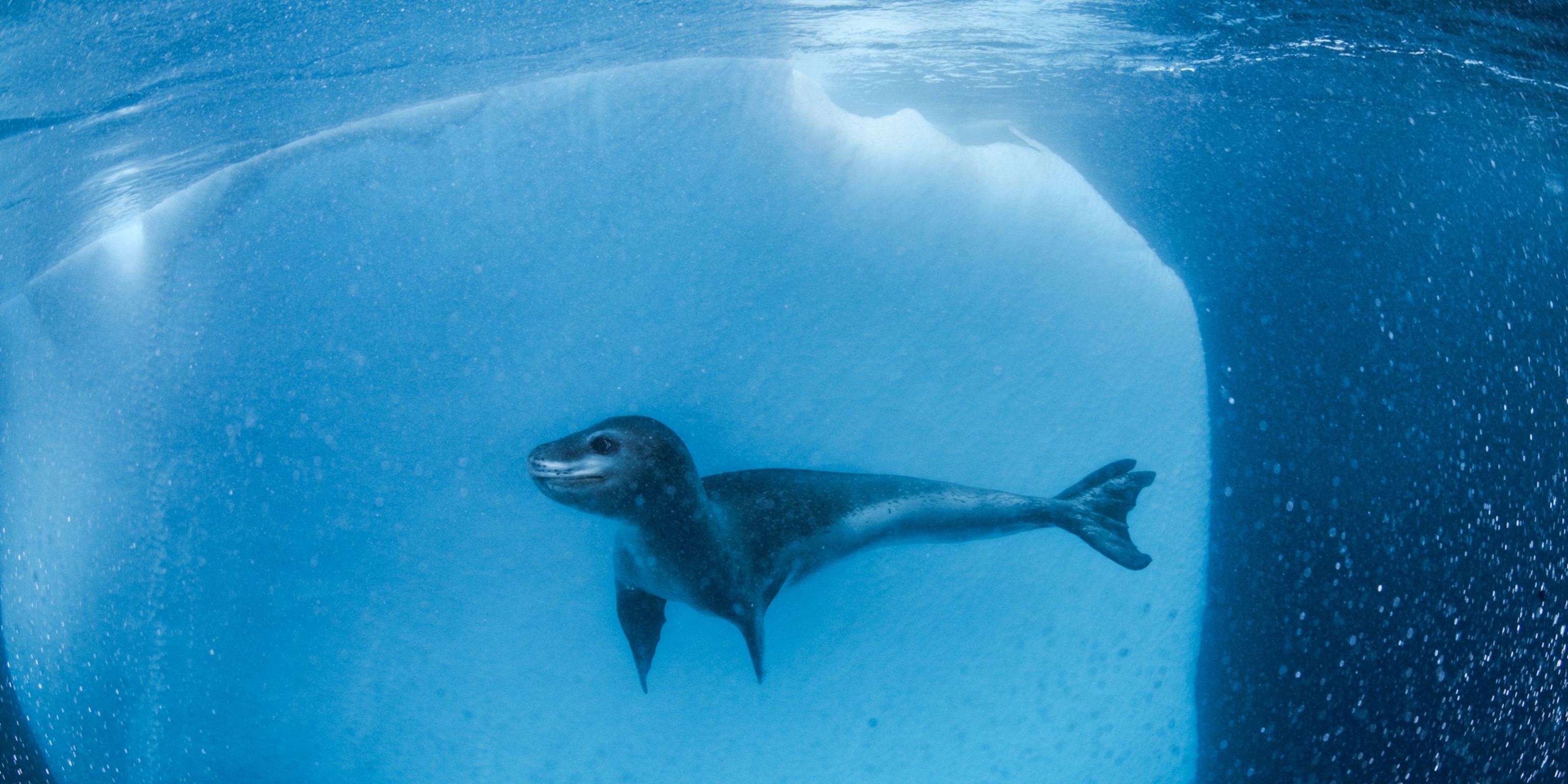 Leopard Seal Attack Humans
