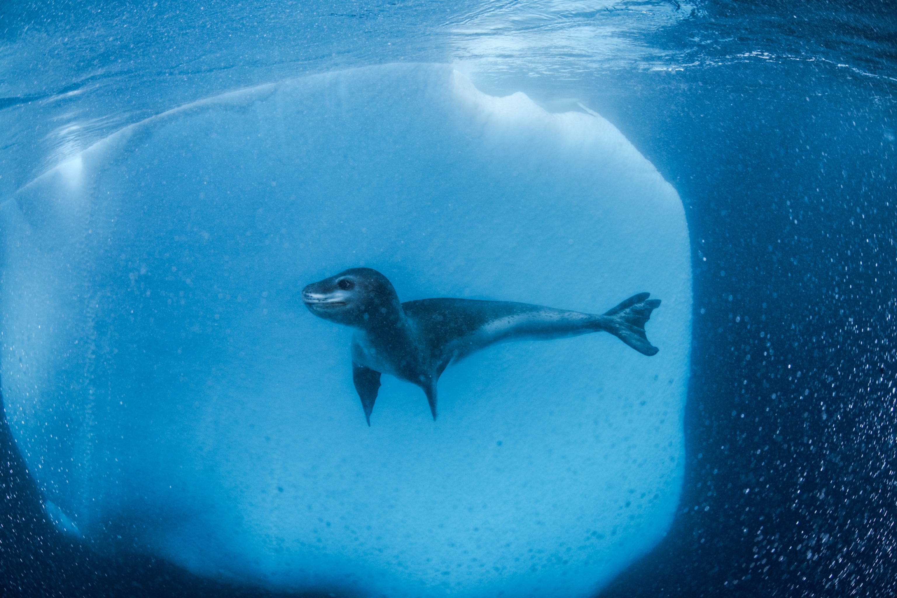 National Geographic’s best animal photos of 2021