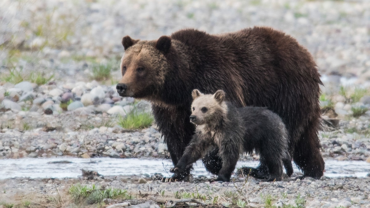 Famous Bear Cub Killed in Hit and Run in National Park | National ...