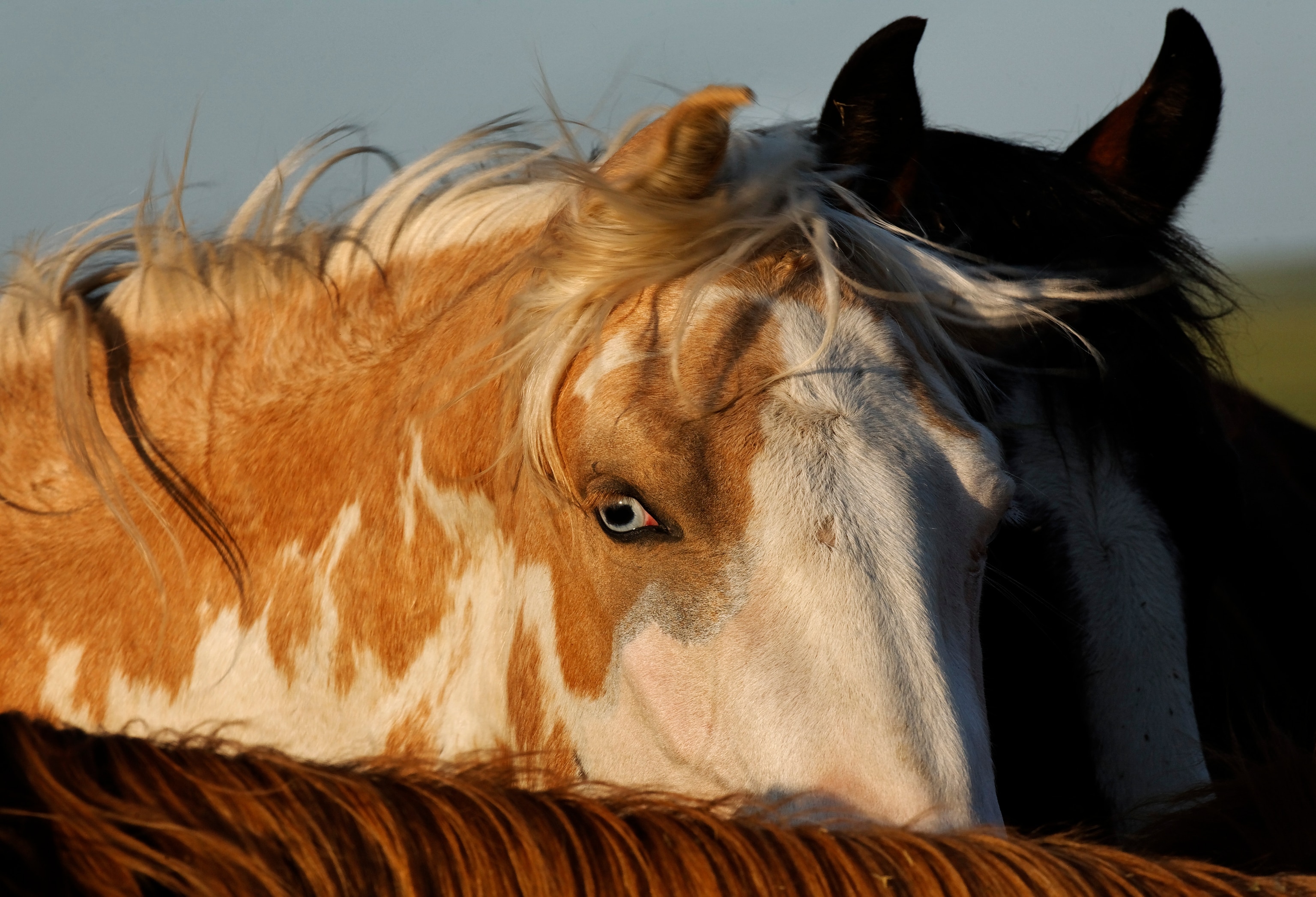 In this never-before published image from 2007, a light brown horse stands in the light as its blue eye shines in an up-close shot