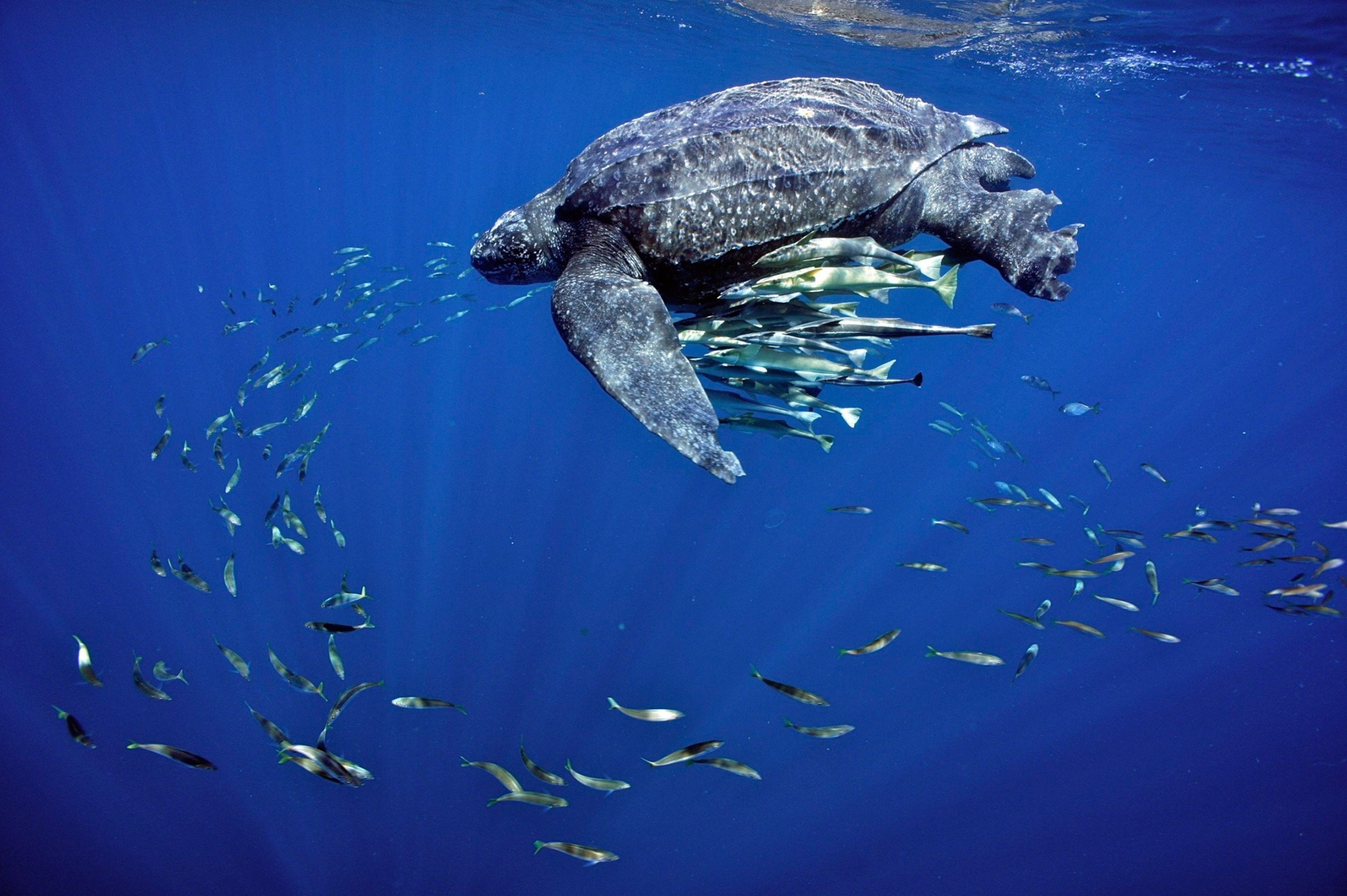 leatherback sea turtle