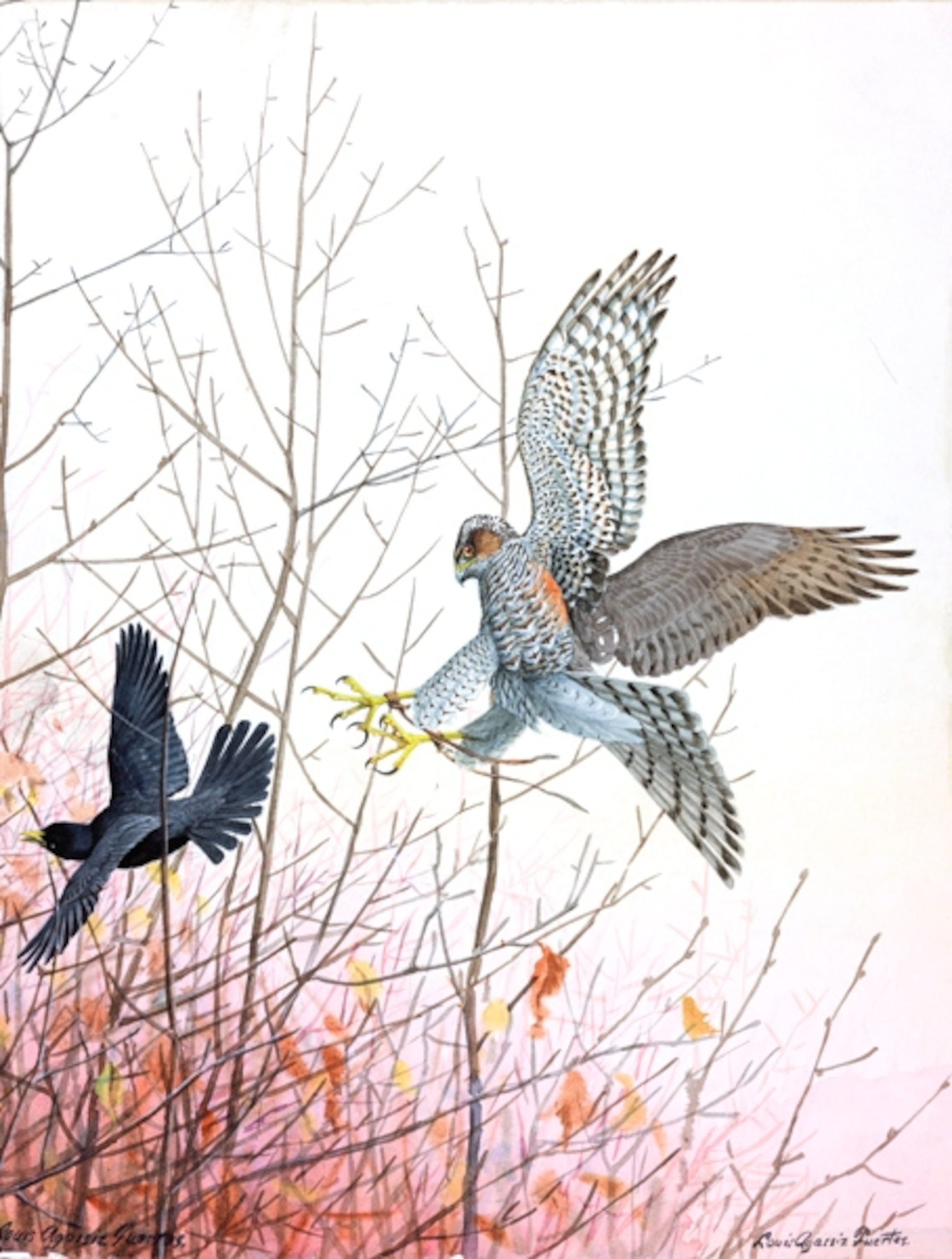 Illustration: Hawk chasing a blackbird