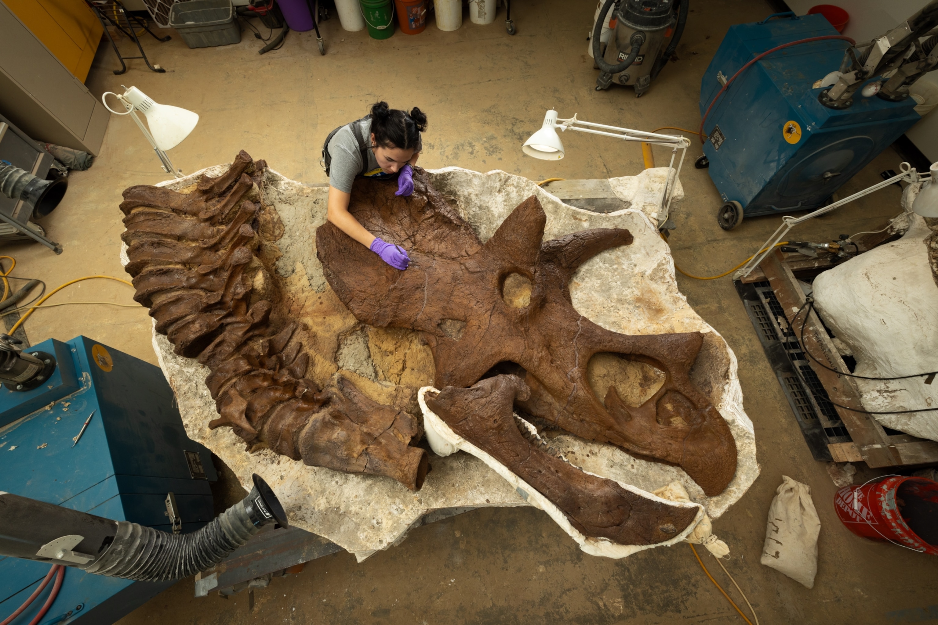 Overhead view of a paleontologist in purple gloves assembling a large triceratops fossil skull on a workshop table, surrounded by tools and equipment.