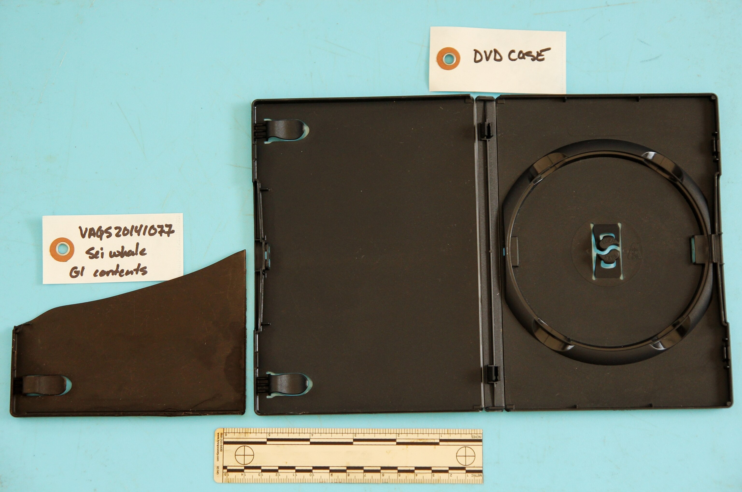 a whale who died after swallowing a DVD case, Virginia