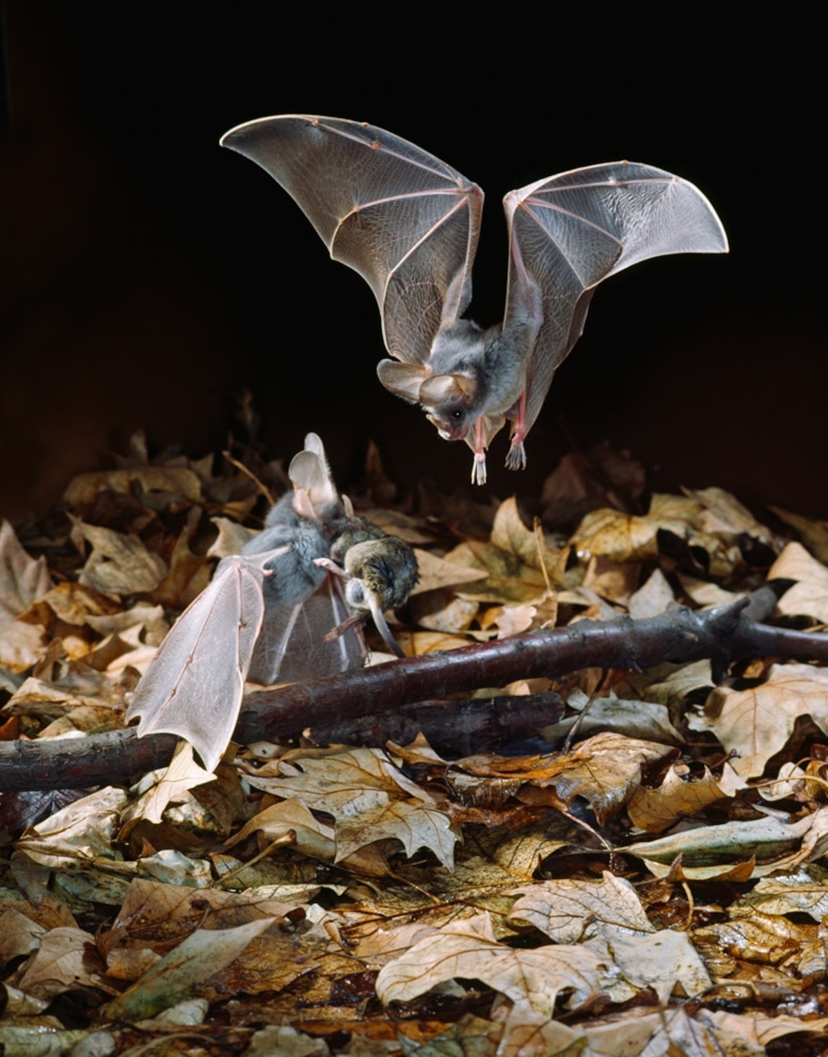 Bats Can Recognize Each Other’s Voices