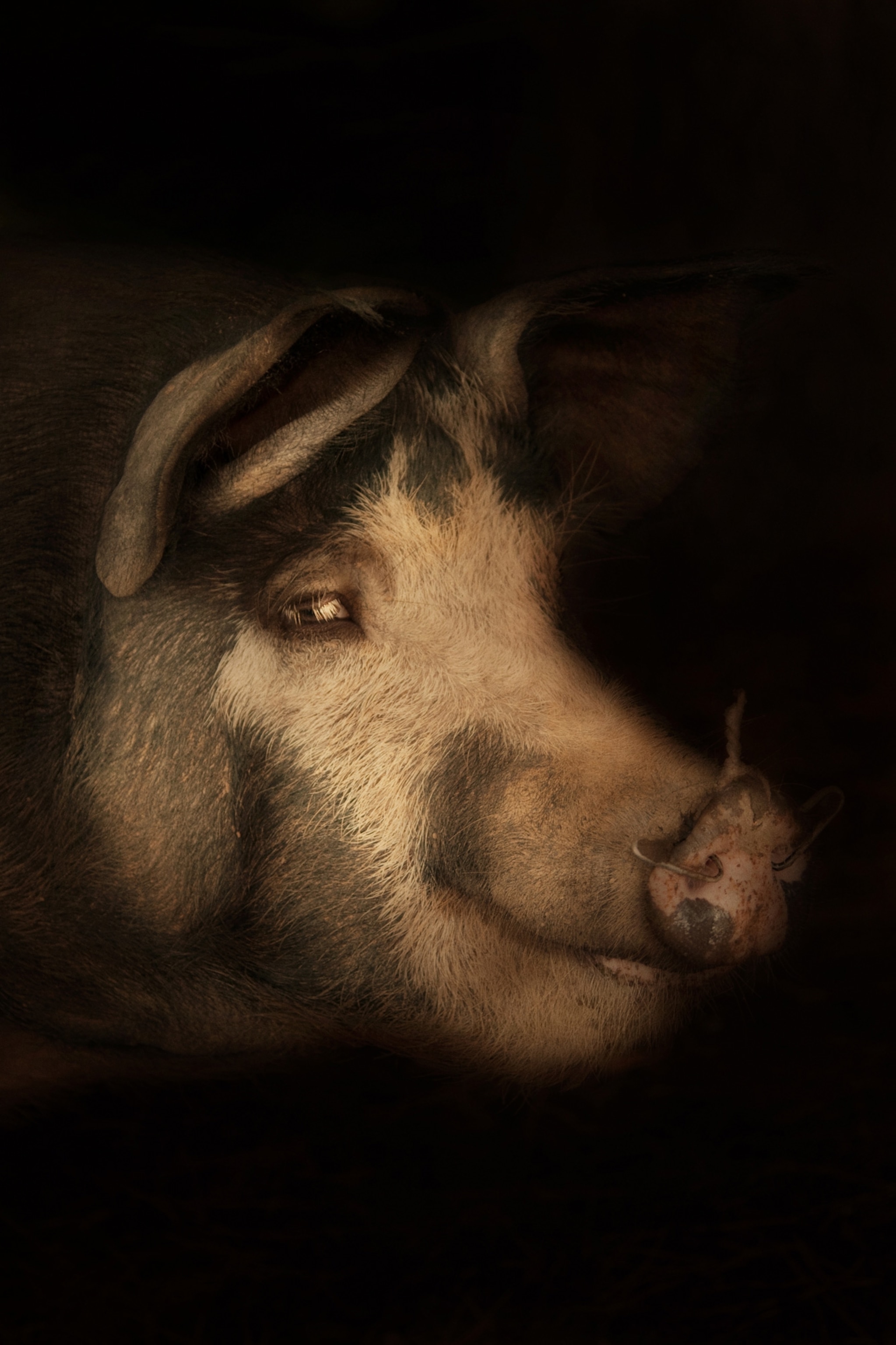 a Wessex crossbreed pig looking off to the side in dramatic lighting