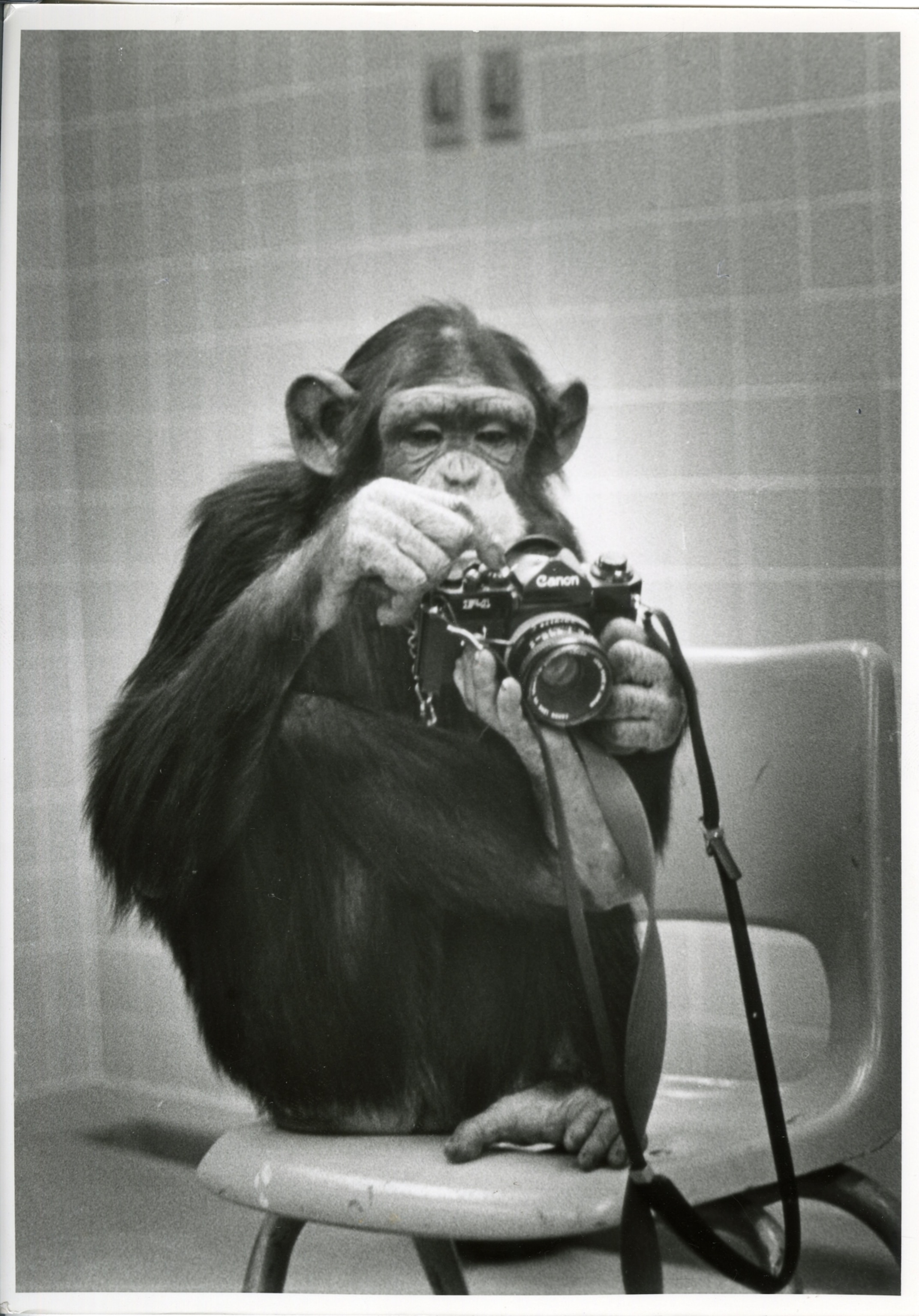 A chimp with a camera sitting in a black and white photograph.
