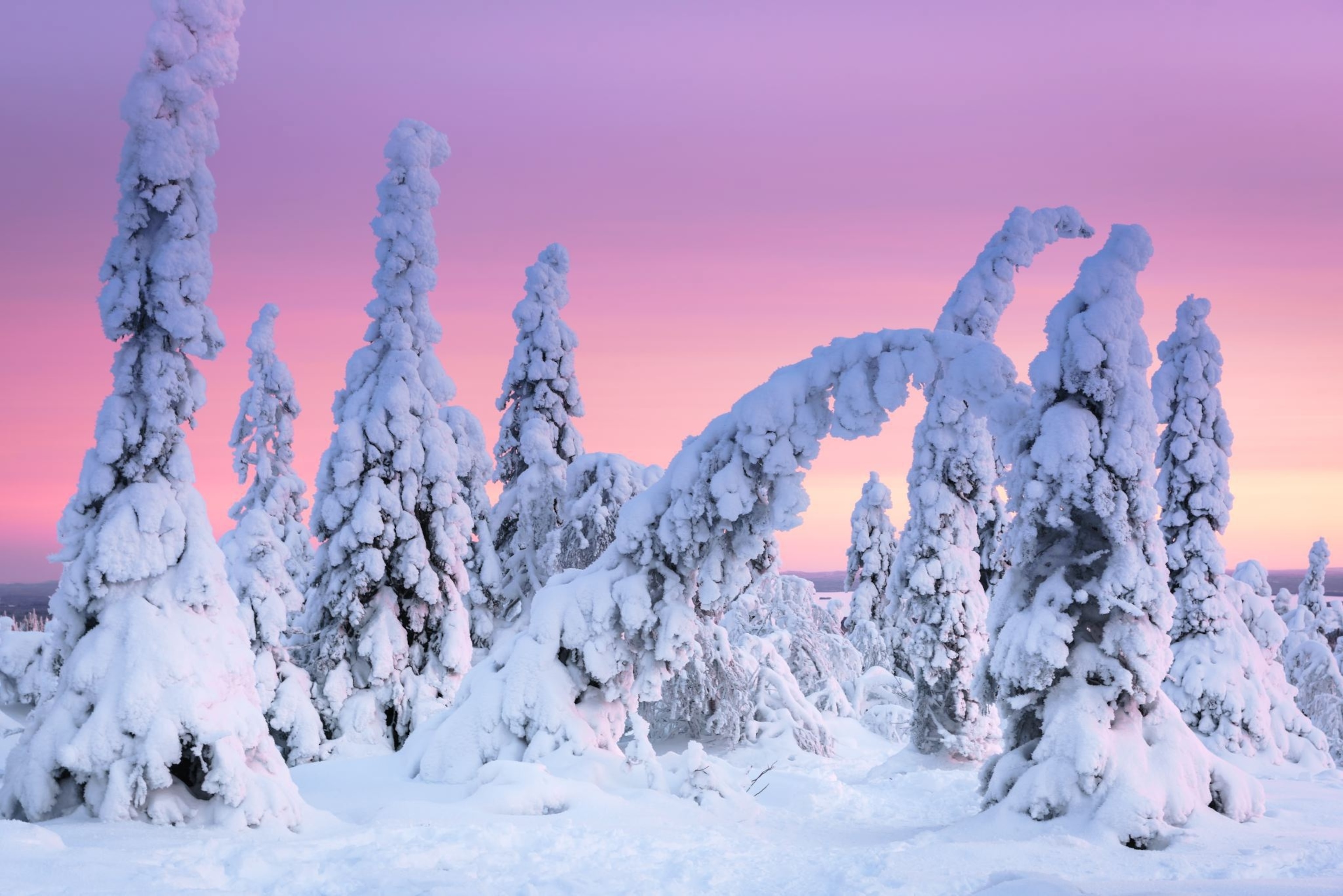 snow covered trees in the Riisitunturi National Park, Finland