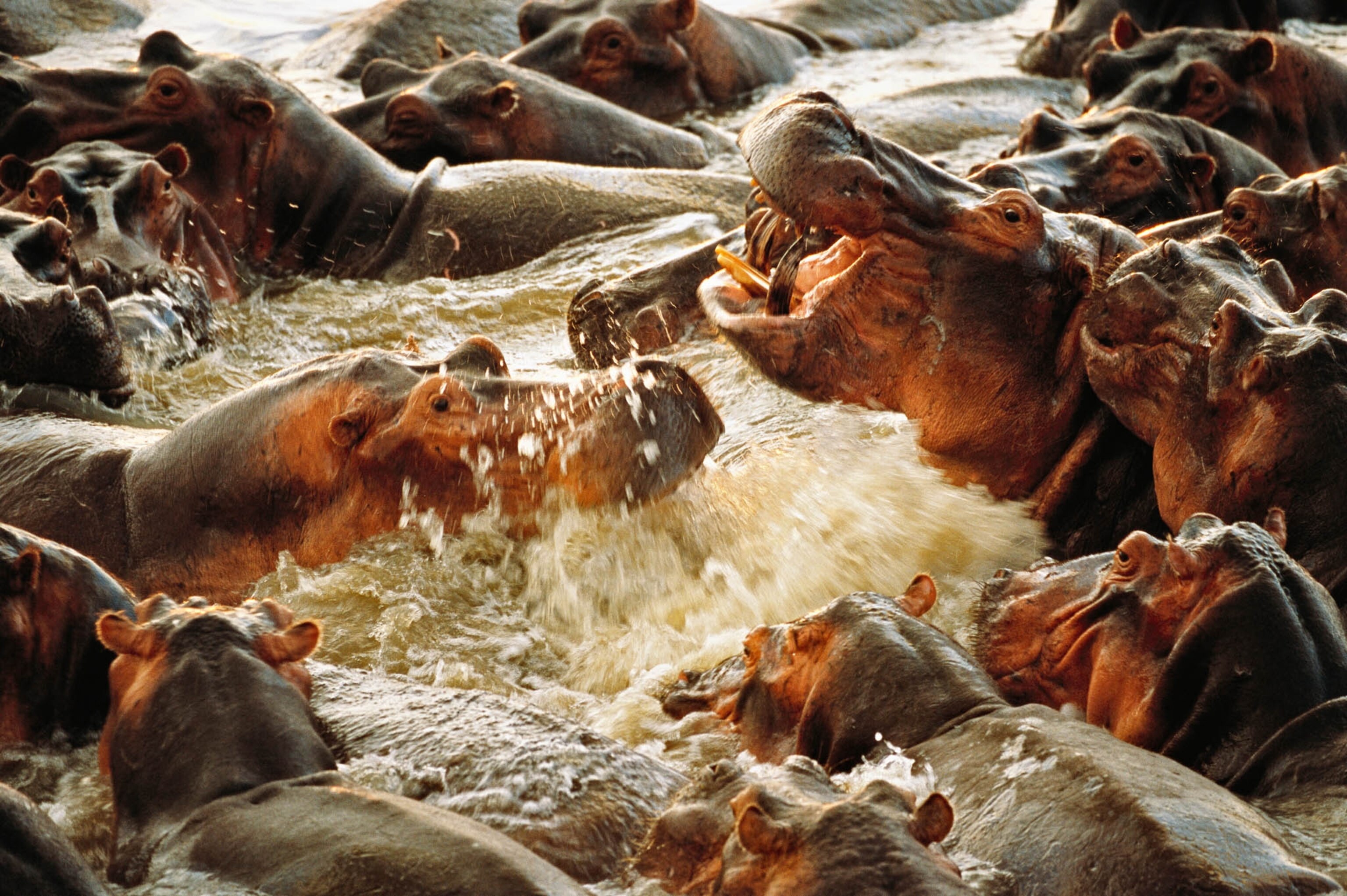 Hippos fighting in a river in Zambia
