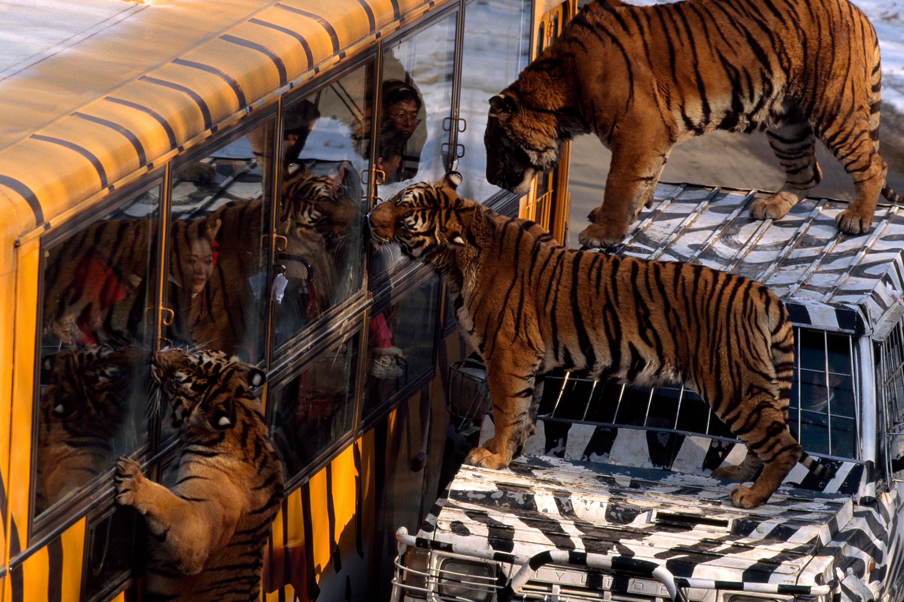 Tourists watch as tigers feed on meat hanging from the side of buses.