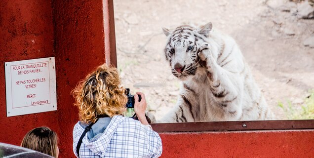 Why People Risk Their Lives For The Ultimate Animal Selfie