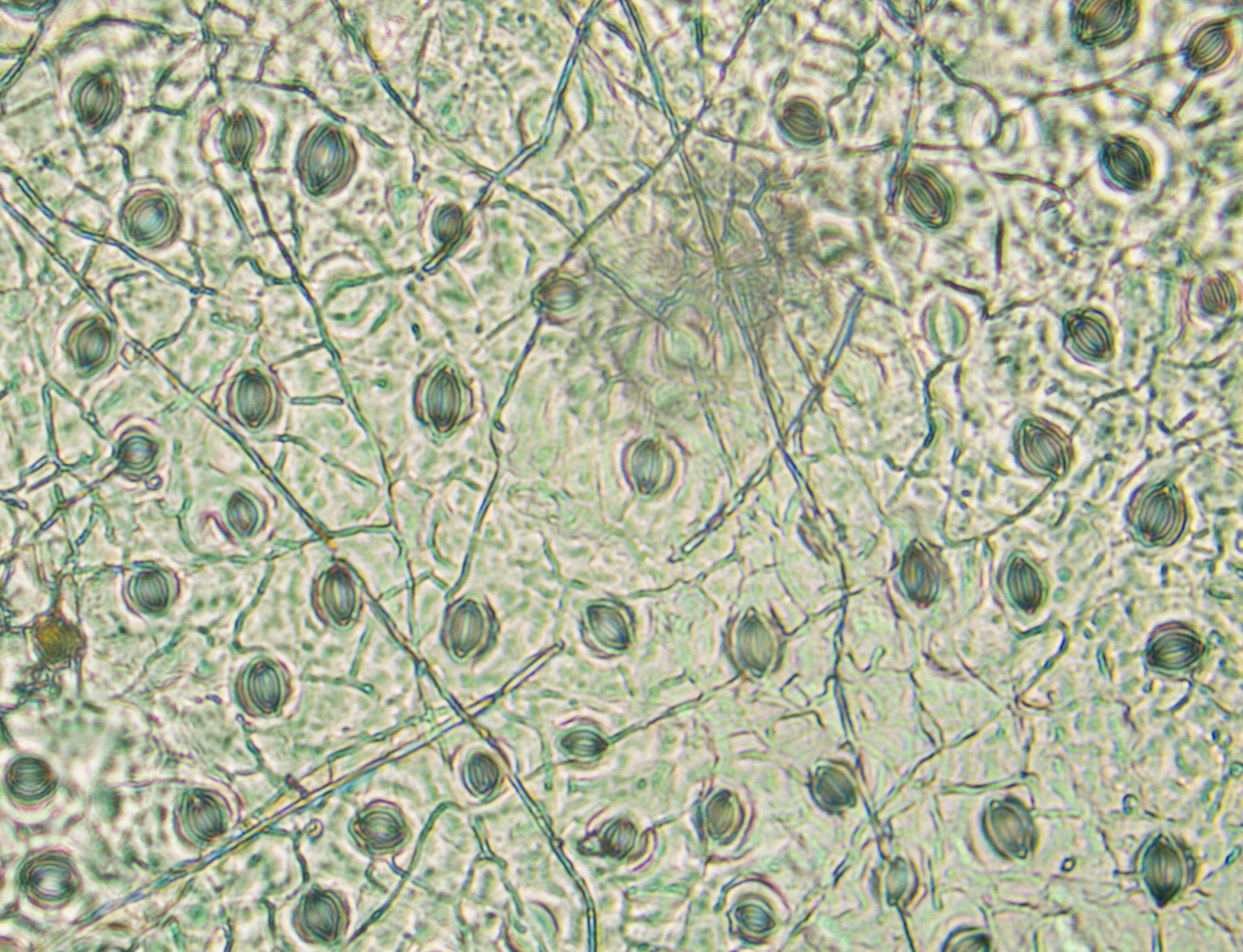 Microscopic view of a leaf surface covered with oval stomata, winding veins, and fine epidermal textures in pale green tones