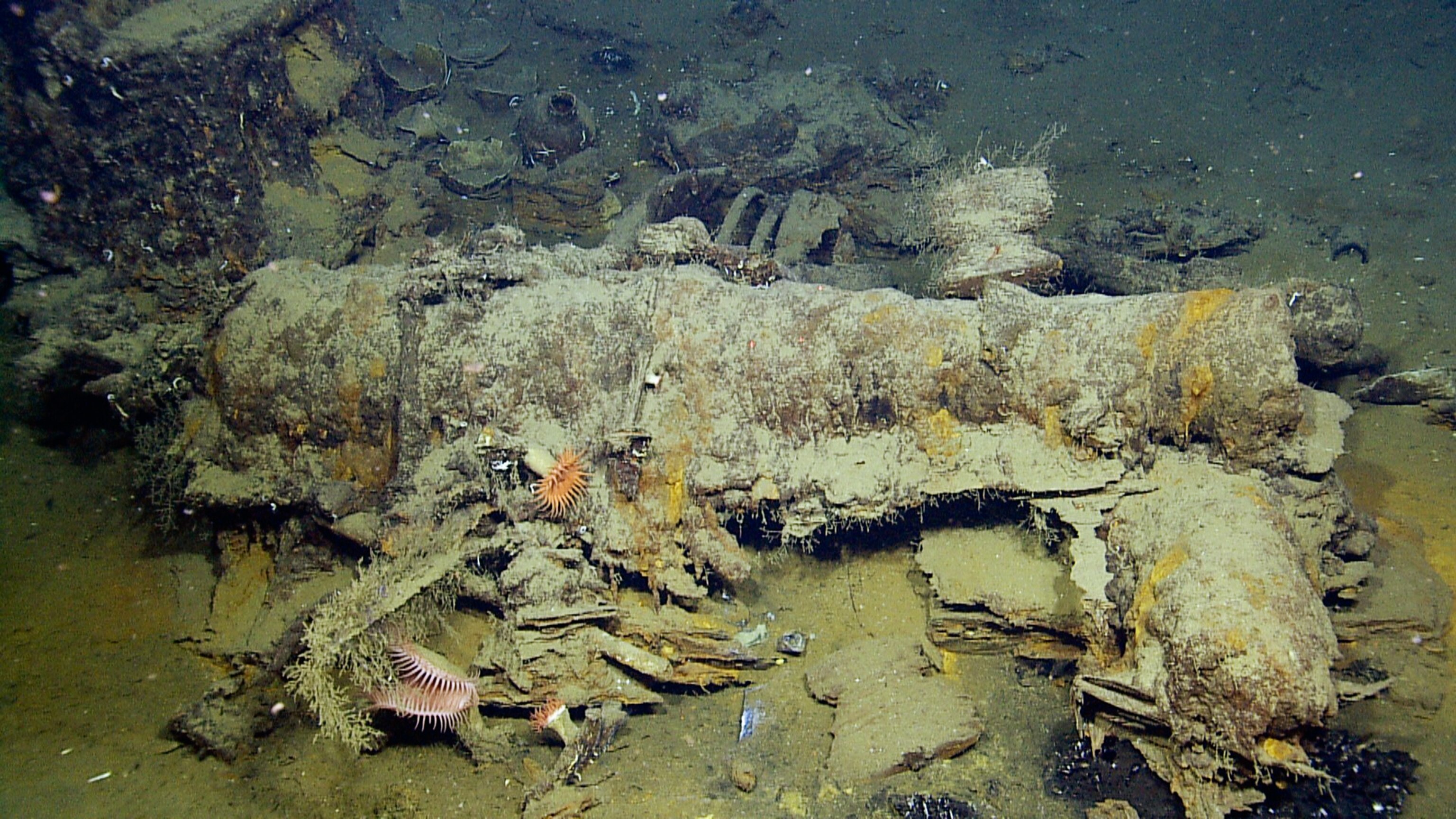 a cannon amidst the remains of a shipwreck in the Gulf of Mexico
