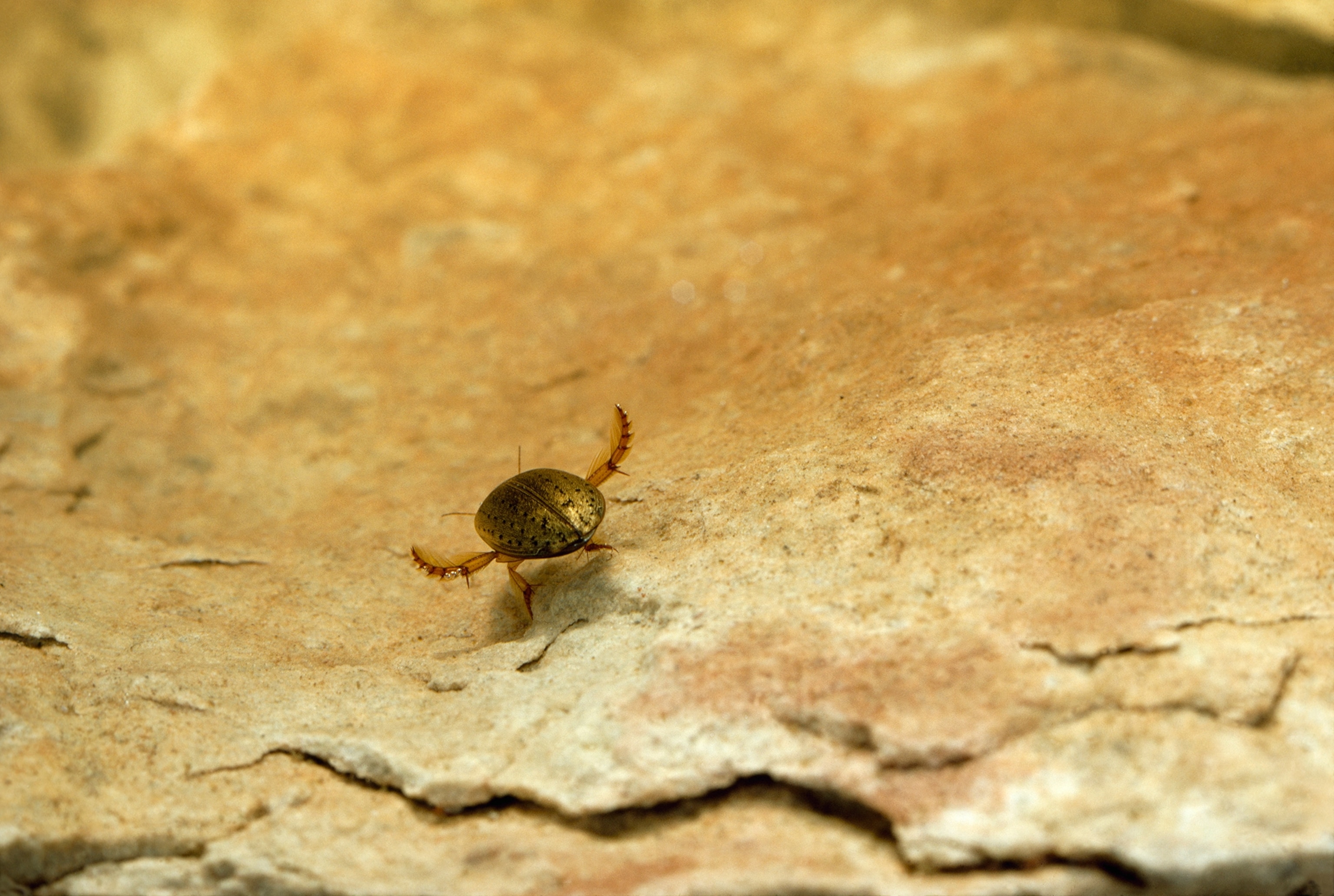 A pothole beetle uses its adapted rear legs for swimming.