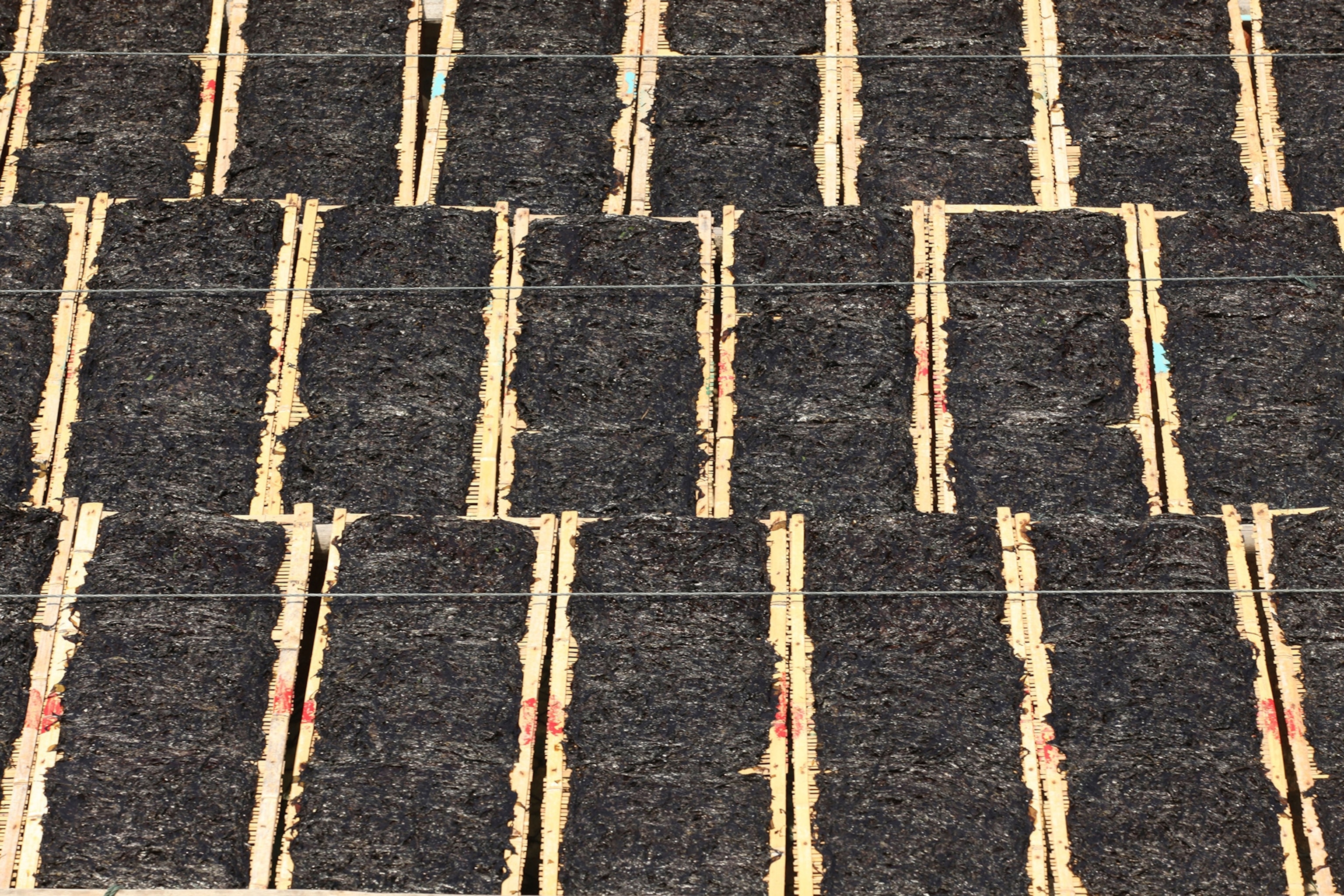 Nori laying out to dry under the sun in Fujian Province, China. Photograph by TAO Images Limited, Alamy