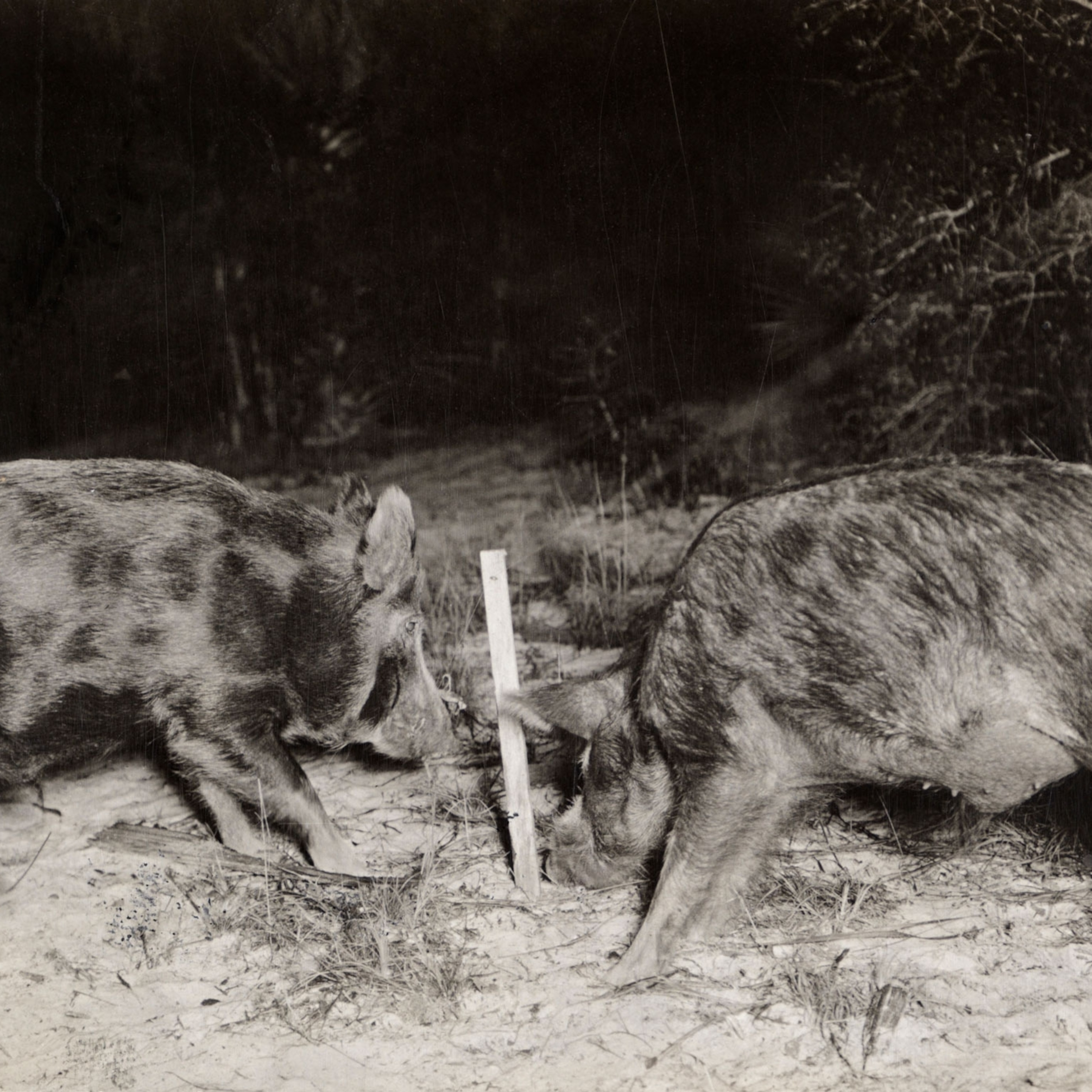 The battle to control America's 'most destructive' species: feral pigs