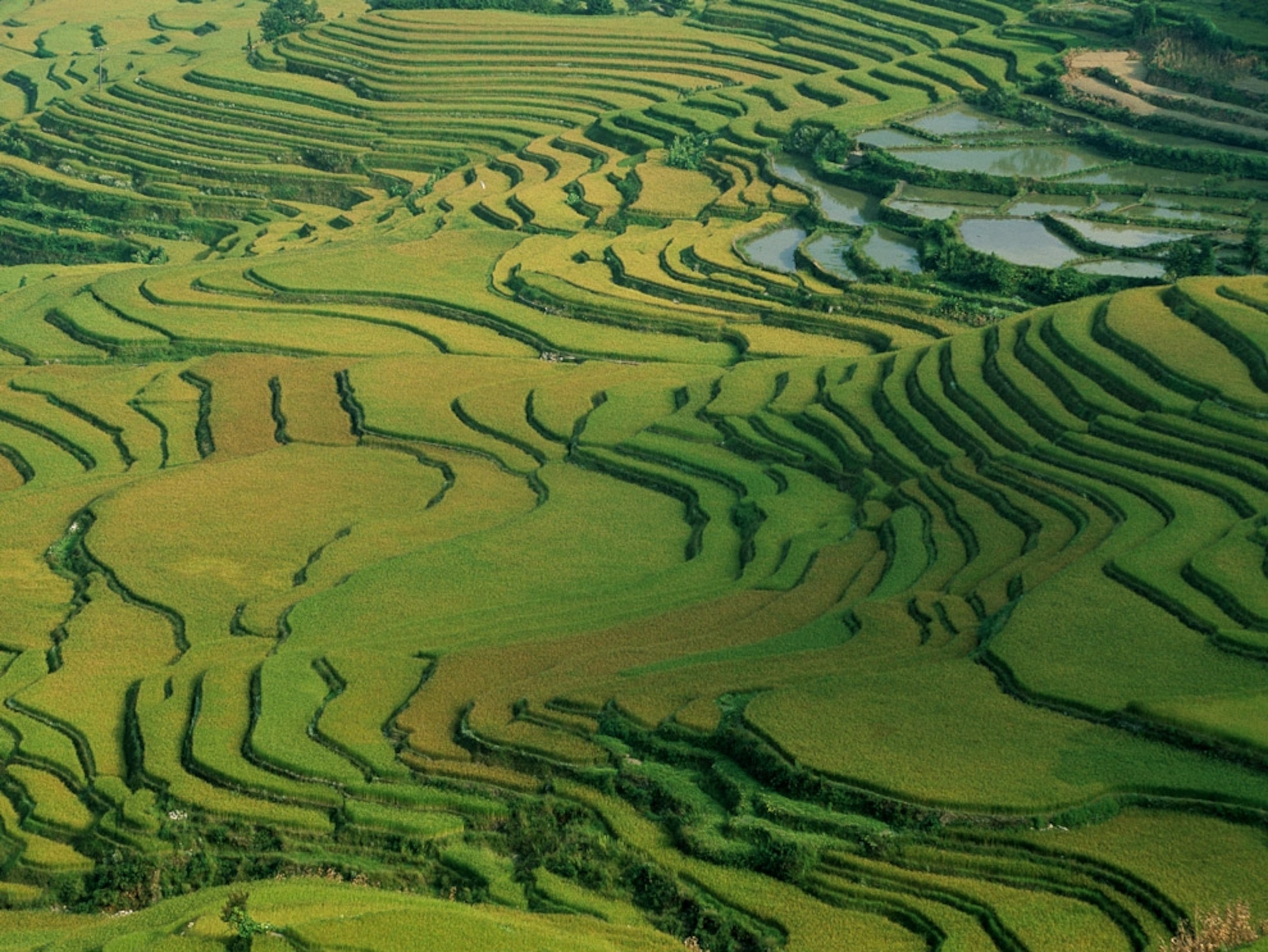 Terraced rice field