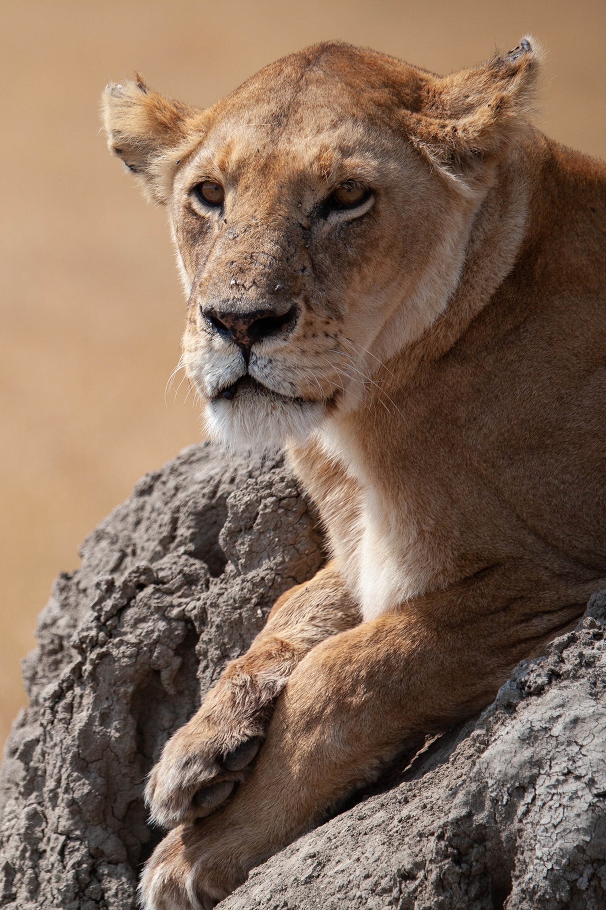 Young lion on a termite hill in a savannah.