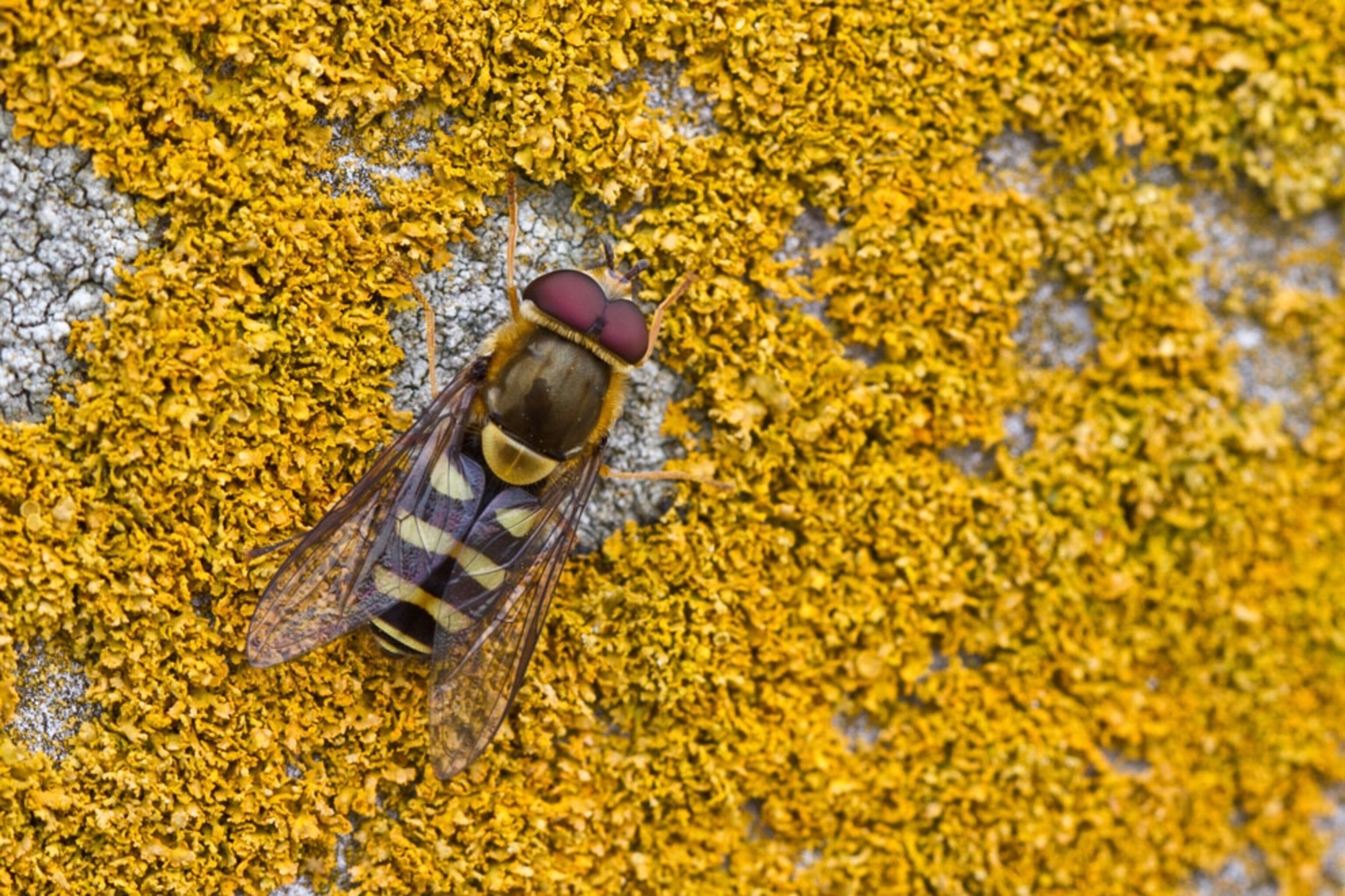 Fly on orange lichen that grows on the lighthouse in Farallon National Wildlife Refuge