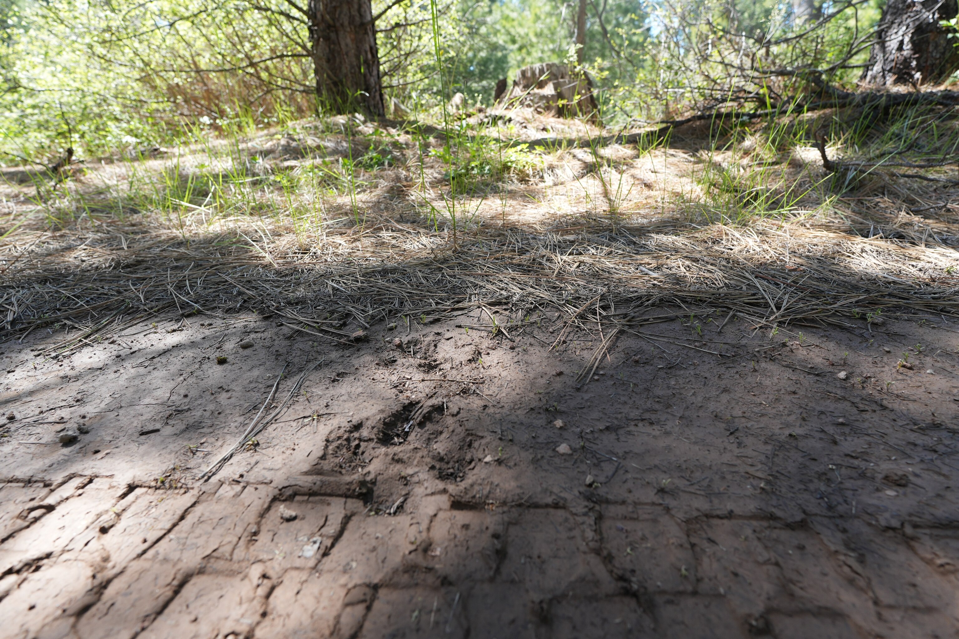 A gray wolf track near a typical gray wolf rendezvous site in Siskiyou County, California.