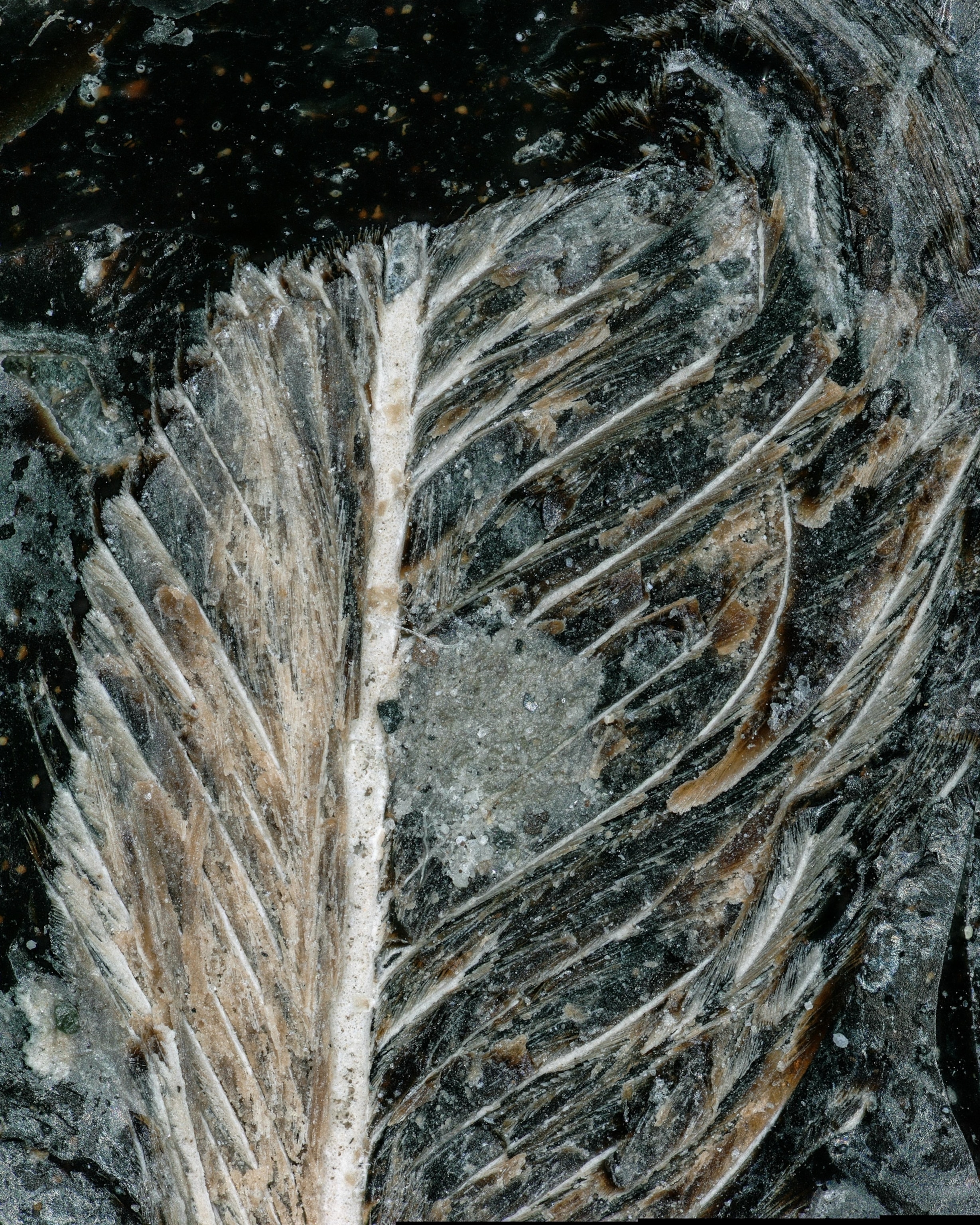 Close up of fossilized feather.