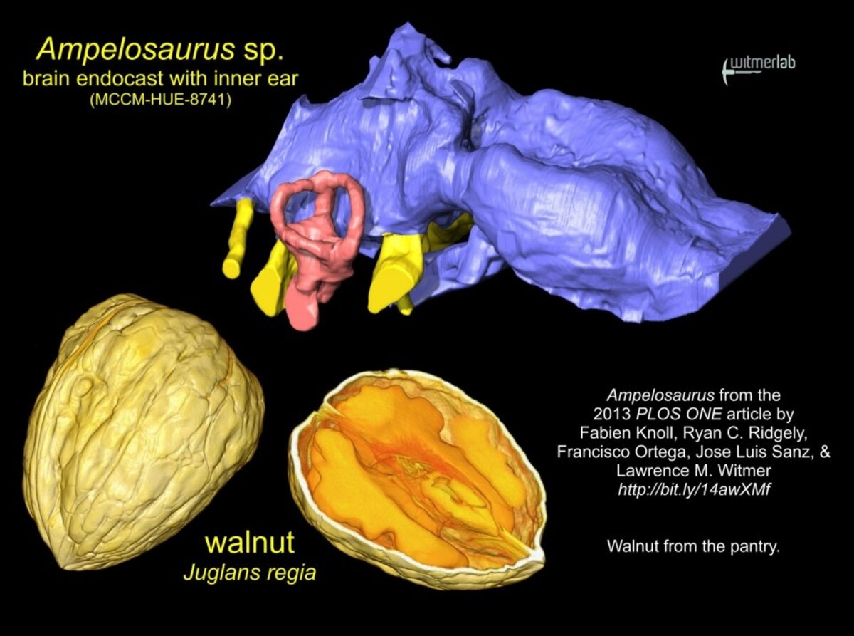 Walnut the True Measure of a Dinosaur’s Brain