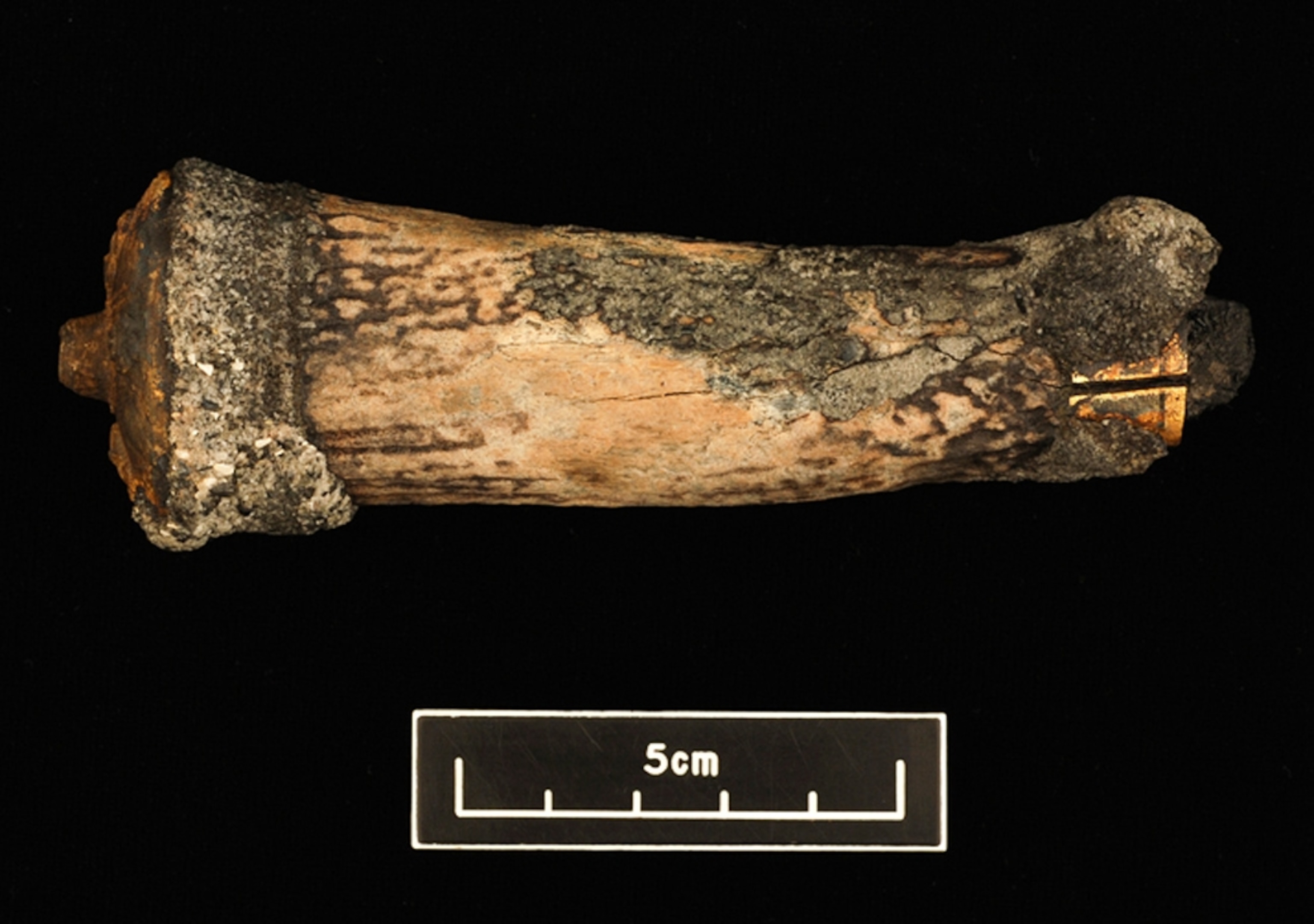 Sword handle -- picture from a photo gallery on a partial sword found at the shipwreck site of the Queen Anne's Revenge, the pirate Blackbeard's flagship.