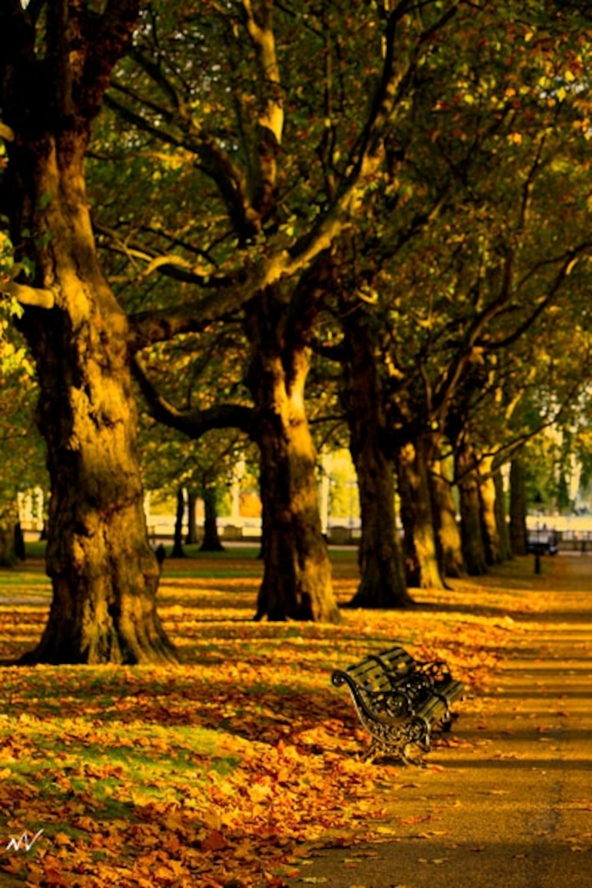 Tree lined path in Hyde Park London