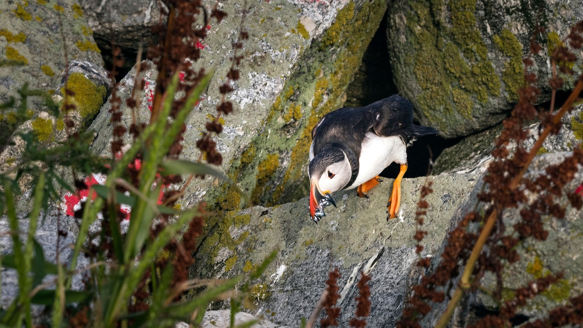 Puffins have returned to the Gulf of Maine—but for how long? | National ...