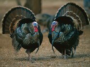 Turkey