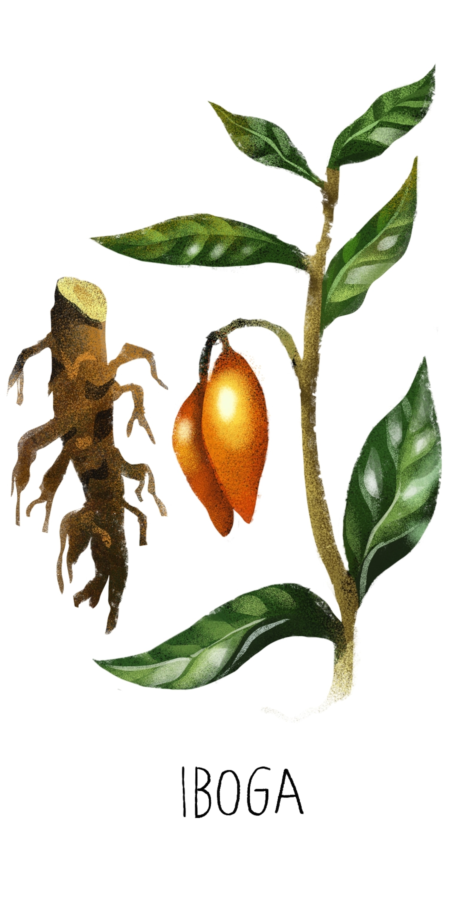 an illustration of Igoba