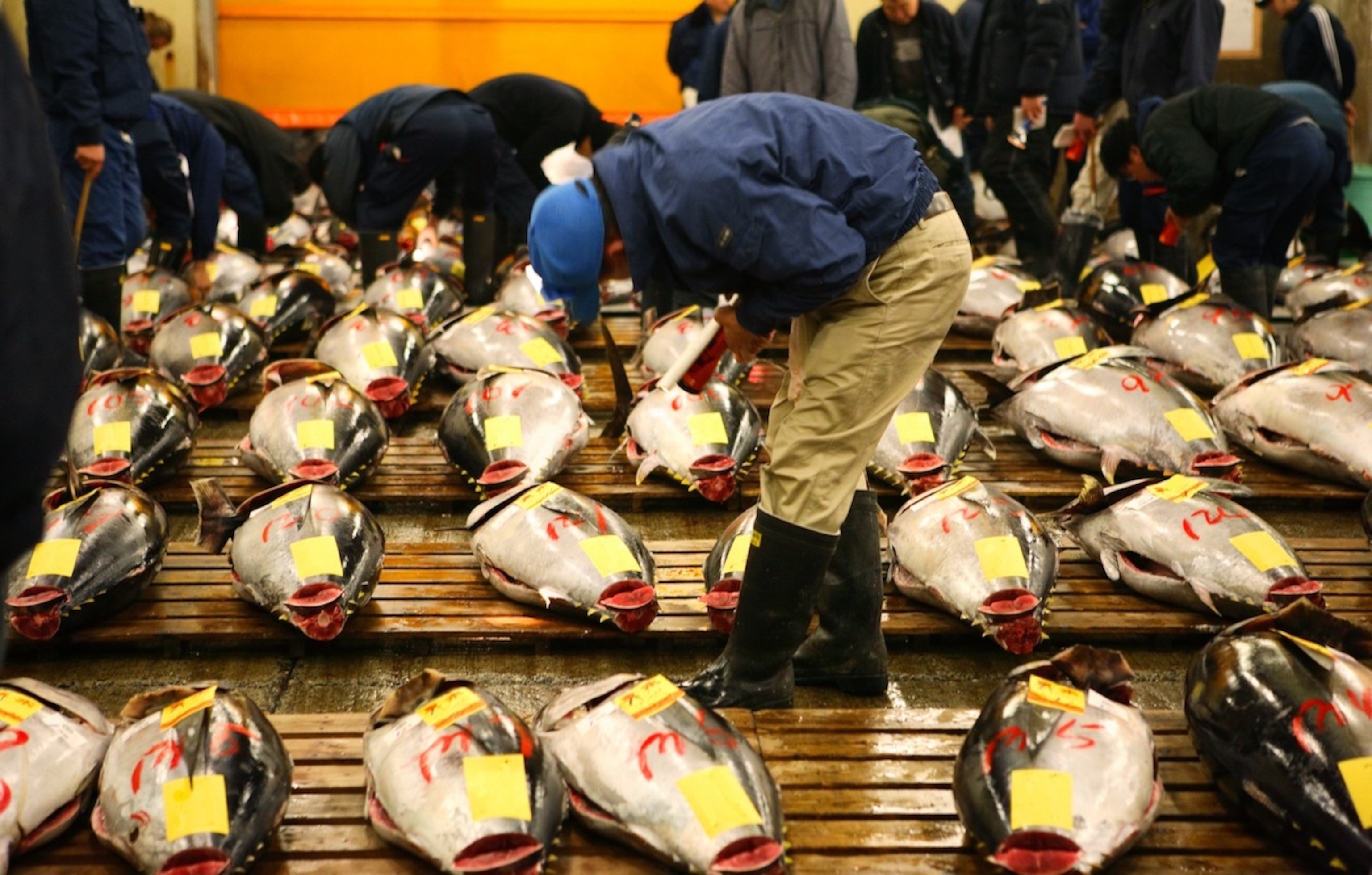 The Tsukiji Market  is the biggest wholesale fish and seafood market in the world.   Photograph by   iStock